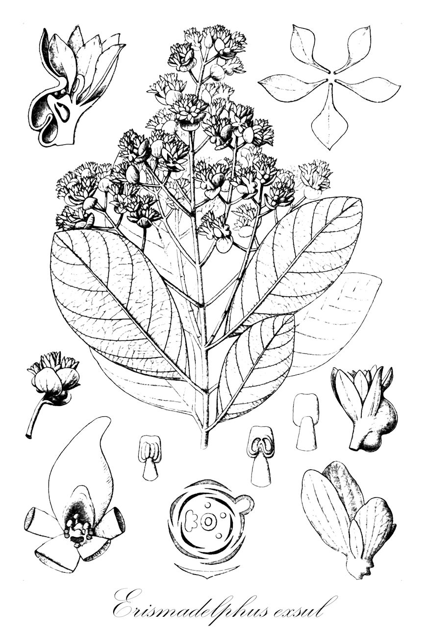 Erismadelphus exsul - Vochysiaceae,Plantae,Pteridobiotina,Angiosperms,Myrtales,Vochysiaceae,Erismadelphus,Erismadelphus exsul