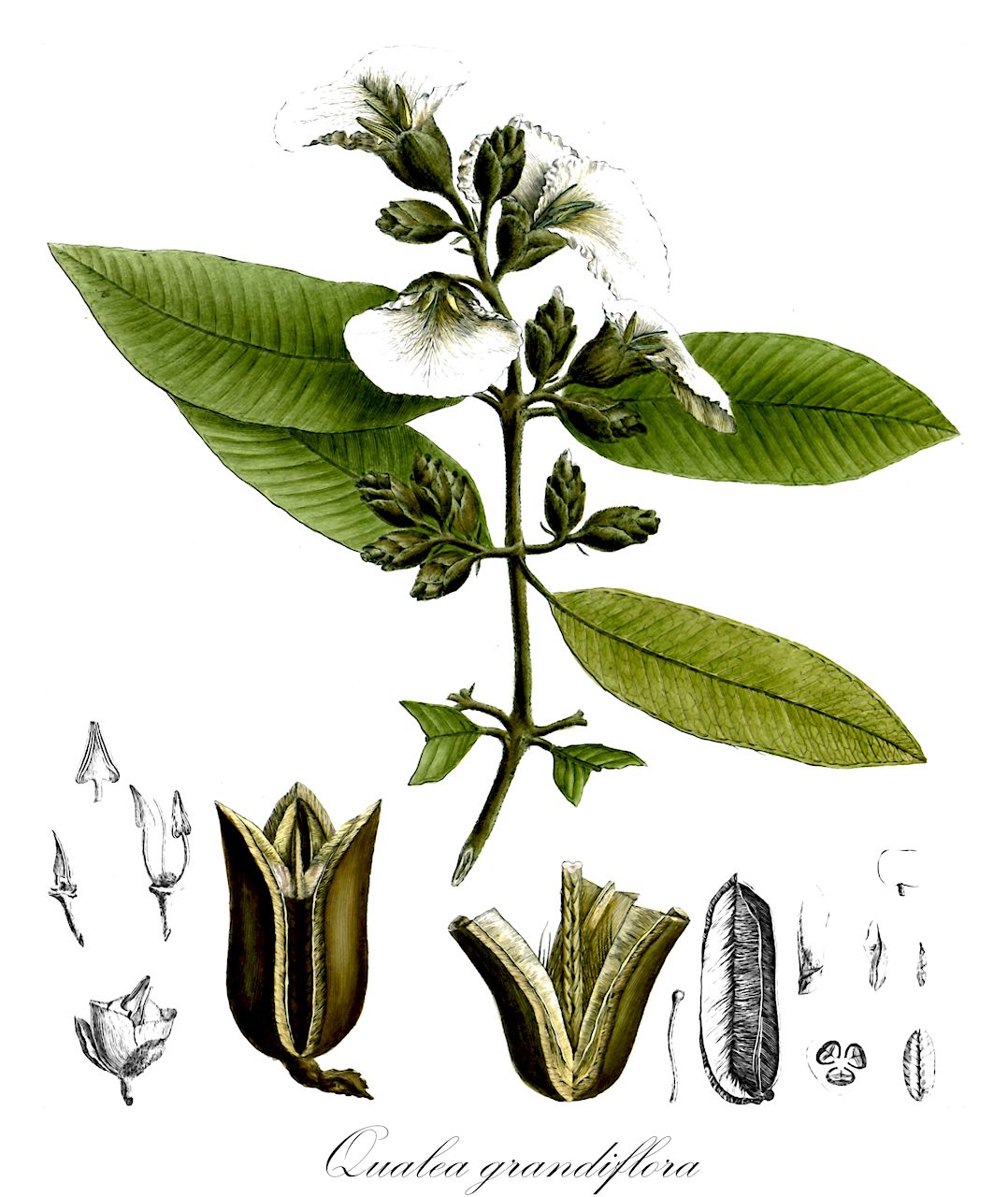 Qualea grandiflora - Vochysiaceae,Plantae,Pteridobiotina,Angiosperms,Myrtales,Vochysiaceae,Qualea,Qualea grandiflora,Agardhia grandiflora, Lozania grandiflora, Qualea ecalcarata, Schuechia brasiliensis, Schuechia ecalcarata
