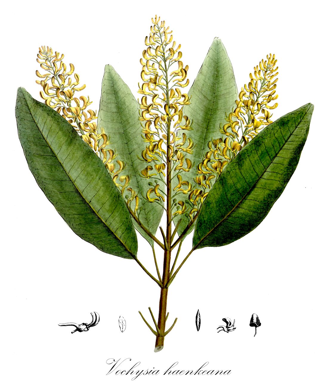 Vochysia haenkeana - Vochysiaceae,Plantae,Pteridobiotina,Angiosperms,Myrtales,Vochysiaceae,Vochysia,Vochysia haenkeana,Cucullaria haenkeana, Vochysia haenkeana f. normalis, Vochysia haenkeana var. genuina, Vochysia haenkeana var. lanceolata, Vochysia haenkeana var. microphylla, Vochysia haenkeana var. sprucei