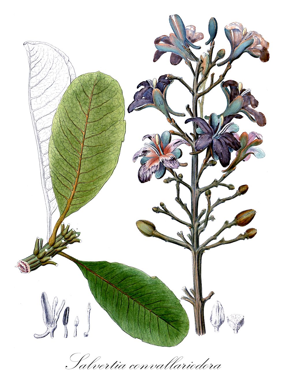 Salvertia convallariodora - Vochysiaceae,Plantae,Pteridobiotina,Angiosperms,Myrtales,Vochysiaceae,Salvertia,Salvertia convallariodora,Salvertia thyrsiflora