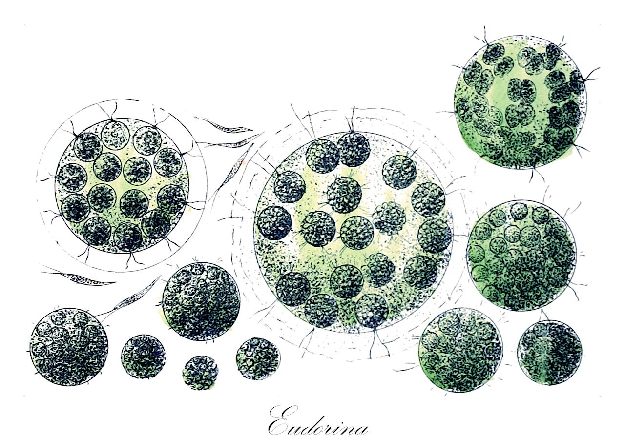 Eudorina - Chlorophyta,Biota,Plantae,Chlorophyta,Chlorophytina,Chlorophyceae,Chlamydomonadales,Volvocaceae,Eudorina,Eudorina
