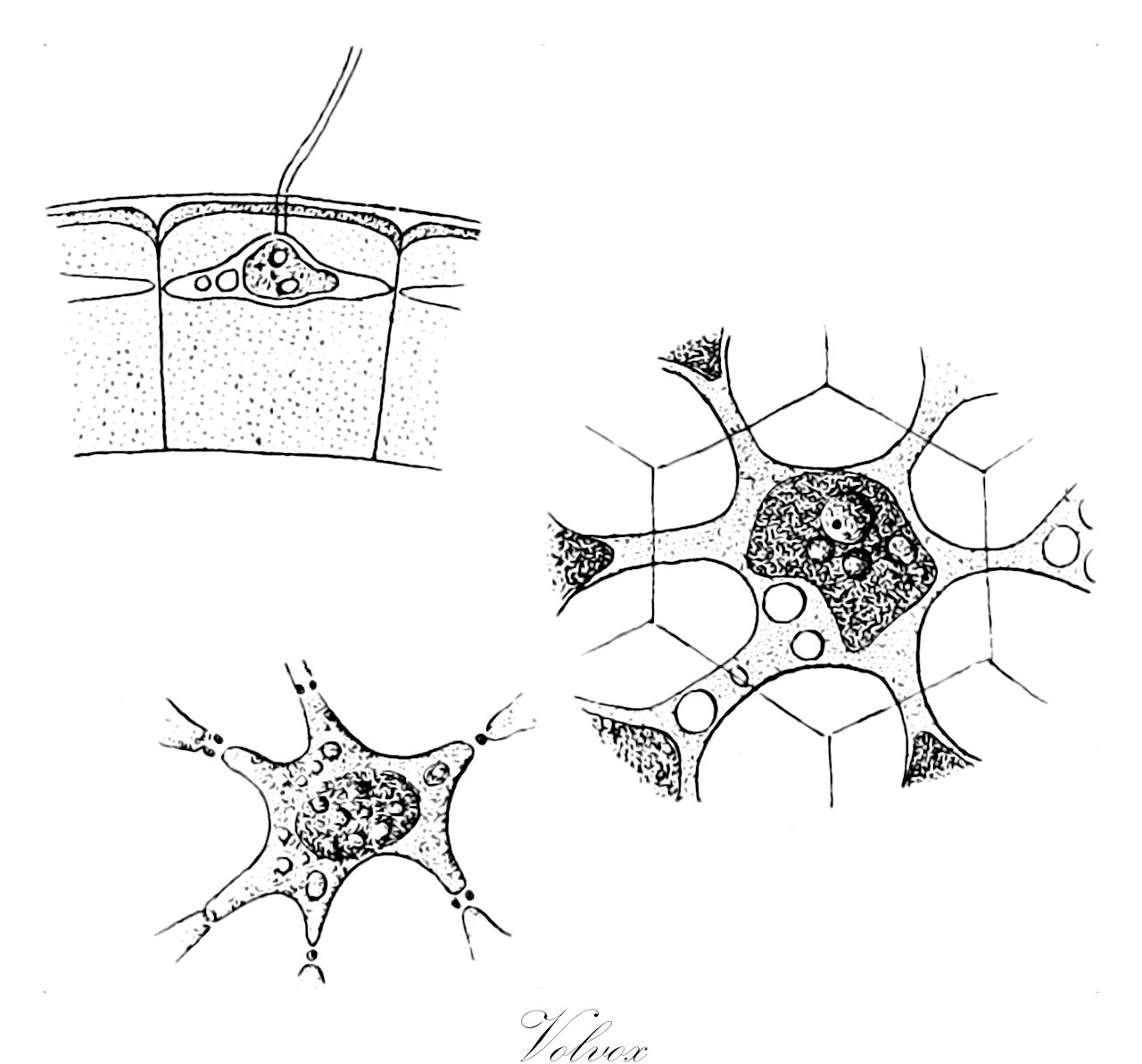 Volvox - Volvocaceae,Biota,Plantae,Chlorophyta,Chlorophytina,Chlorophyceae,Chlamydomonadales,Volvocaceae,Volvox