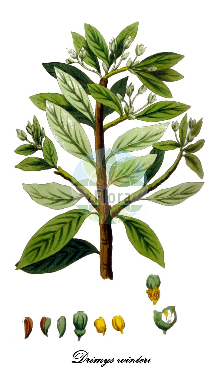 Drimys winteri - Winteraceae,Plantae,Pteridobiotina,Angiosperms,Canellales,Winteraceae,Drimys,Drimys winteri,Drimys winteri var. semiglobulosa, Michelia acris,Winterrindenbaum