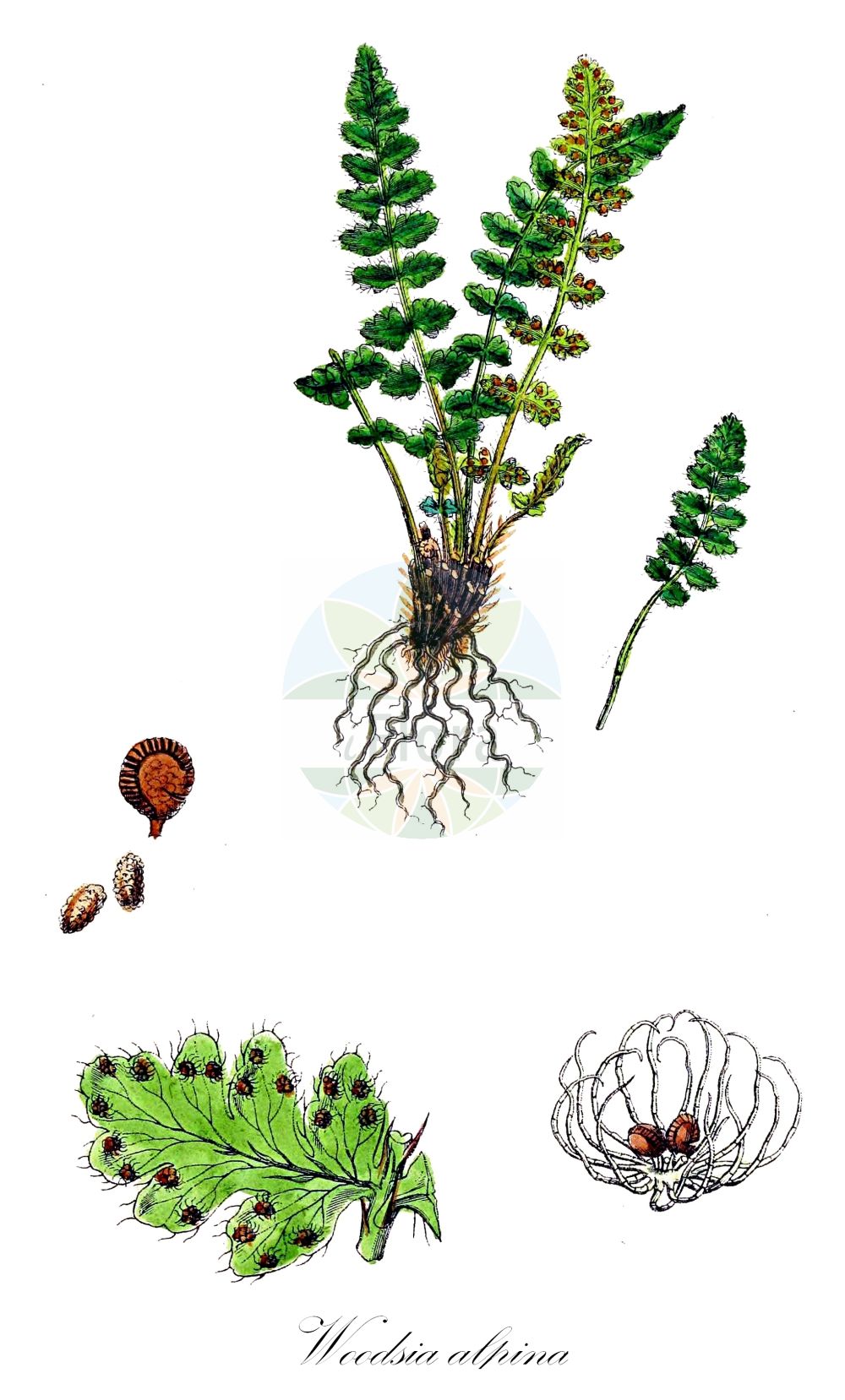 Woodsia alpina - Woodsiaceae,Plantae,Pteridobiotina,Polypodiophyta,Polypodiopsida,Polypodiidae,Polypodiales,Woodsiaceae,Woodsia,Woodsia alpina,Acrostichum alpinum, Acrostichum hyperboreum, Ceterach alpina, Polypodium arvonicum, Polypodium hyperboreum, Trichocyclus hyperboreus, Woodsia alpina subsp. bellii, Woodsia alpina var. alpina, Woodsia alpina var. bellii, Woodsia bellii, Woodsia glabella var. bellii, Woodsia himalaica, Woodsia hyperborea, Woodsia ilvensis subsp. alpina, Woodsia ilvensis var. alpina,Alpen-Wimperfarn;alpine woodsia;alpine cliff fern;woodsie alpine;Woodsia des Alpes;woodsia alpin;woodsia du nord;Felcetta alpina;woodsia alpina;вудсия альпийская;вудсия промежуточная;yayla eğreltisi;fjällhällebräken;fjeld-frynsebregne;rozrzutka alpejska;alpska vudsovka;havasi szirtipáfrány;kapradinka alpínská;vudsia alpínska;вудсія альпійська;fjell-lodnebregne;tunturikiviyrtti;fjallaliðfætla;xī jiāng yán jué;西疆岩蕨