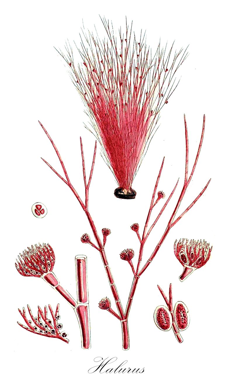 Halurus - Wrangeliaceae,Biota,Plantae,Rhodophyta,Eurhodophytina,Florideophyceae,Ceramiales,Wrangeliaceae,Halurus