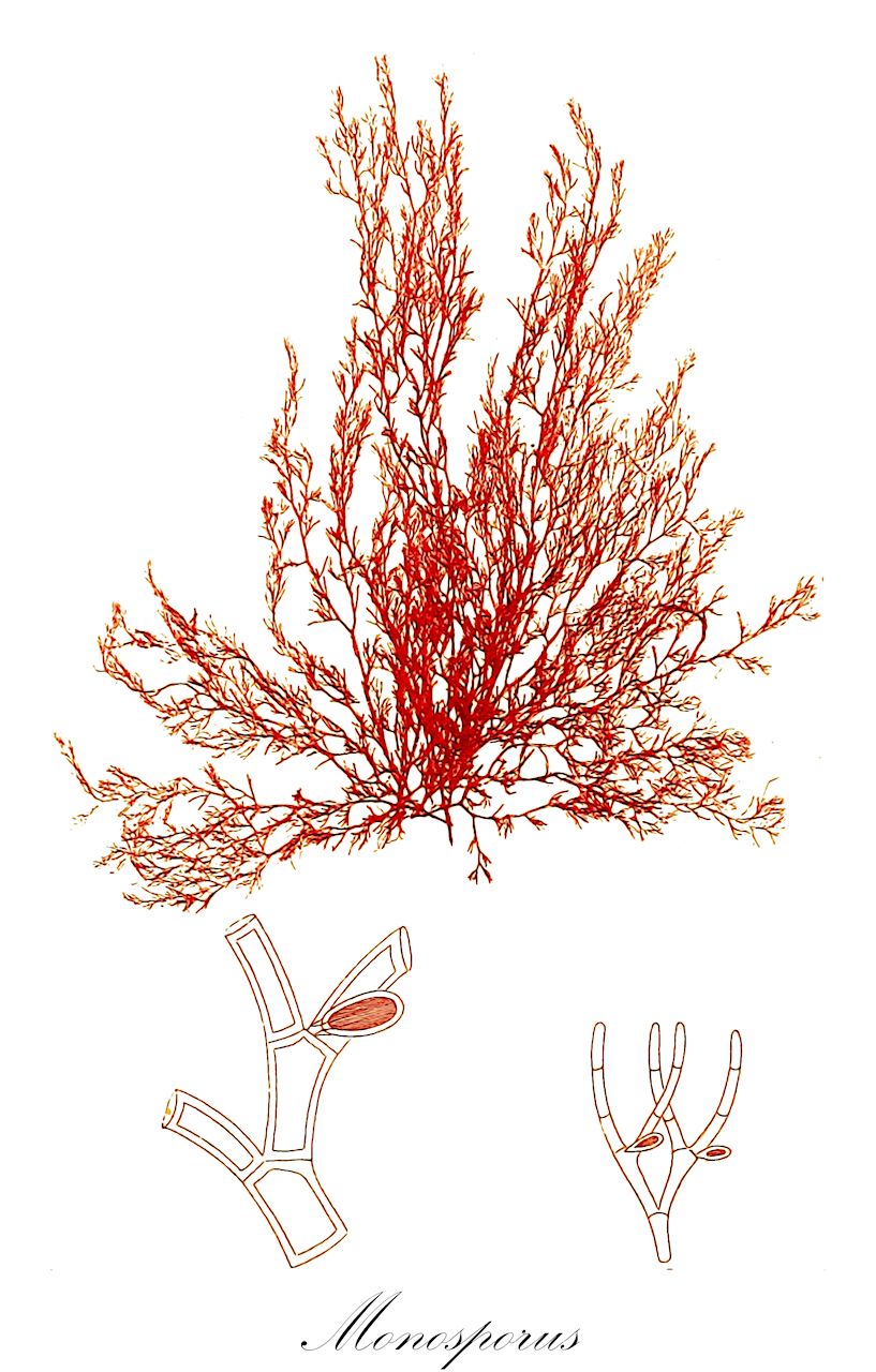 Monosporus - Wrangeliaceae,Biota,Plantae,Rhodophyta,Eurhodophytina,Florideophyceae,Ceramiales,Wrangeliaceae,Monosporus,Corynospora