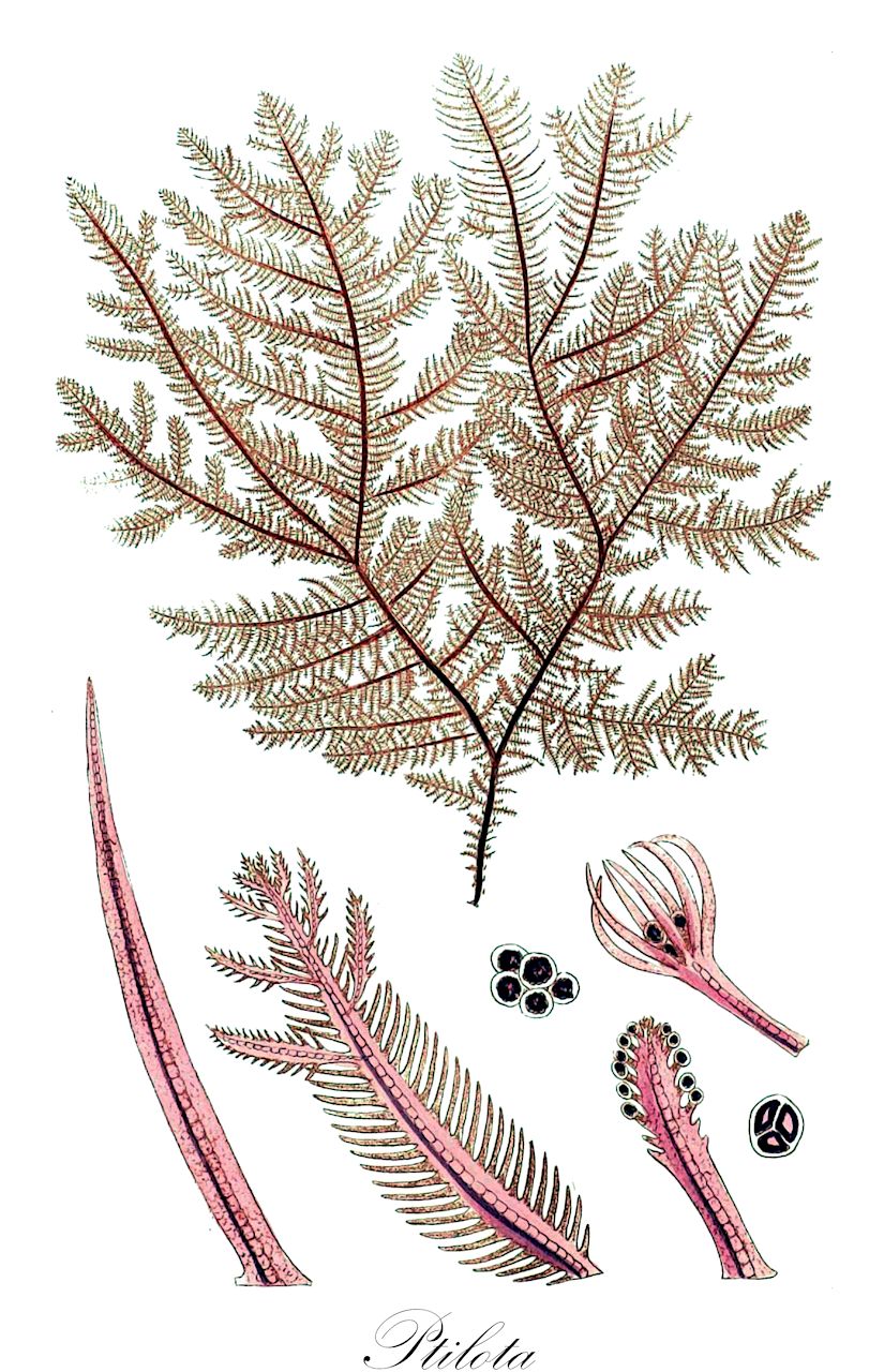 Ptilota - Rhodophyta,Biota,Plantae,Rhodophyta,Eurhodophytina,Florideophyceae,Ceramiales,Wrangeliaceae,Ptilota,Calopteris