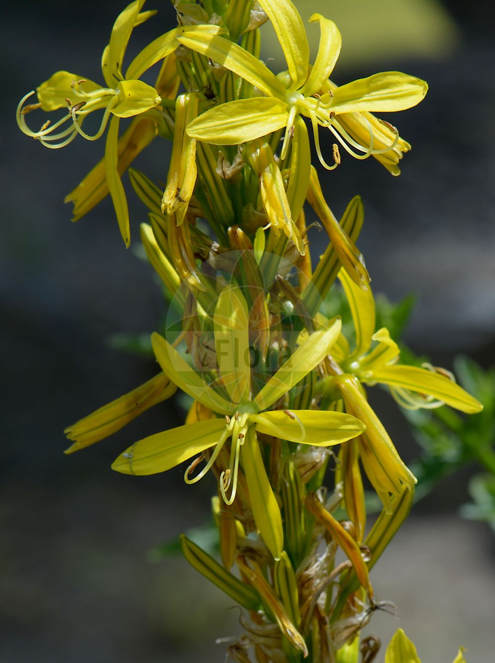 Asphodeline lutea - Asphodelaceae,Plantae,Pteridobiotina,Angiosperms,Asparagales,Asphodelaceae,Asphodeloideae,Asphodeleae,Asphodeline,Asphodeline lutea,Asphodelus luteus, Asphodelus sibiricus, Dorydium luteum,Gelbe Junkerlilie;bâton de Jacob;bâton de Saint Jacques;асфоделина желтая;sarı çiriş;sjerushë;žuta zlatoglavica;rumeni čepljec;ai de pădure;асфоделіна жовта;жълто асфоделине;златоглав;ireyoni tzahov;עִירְיוֹנִי צָהֹב