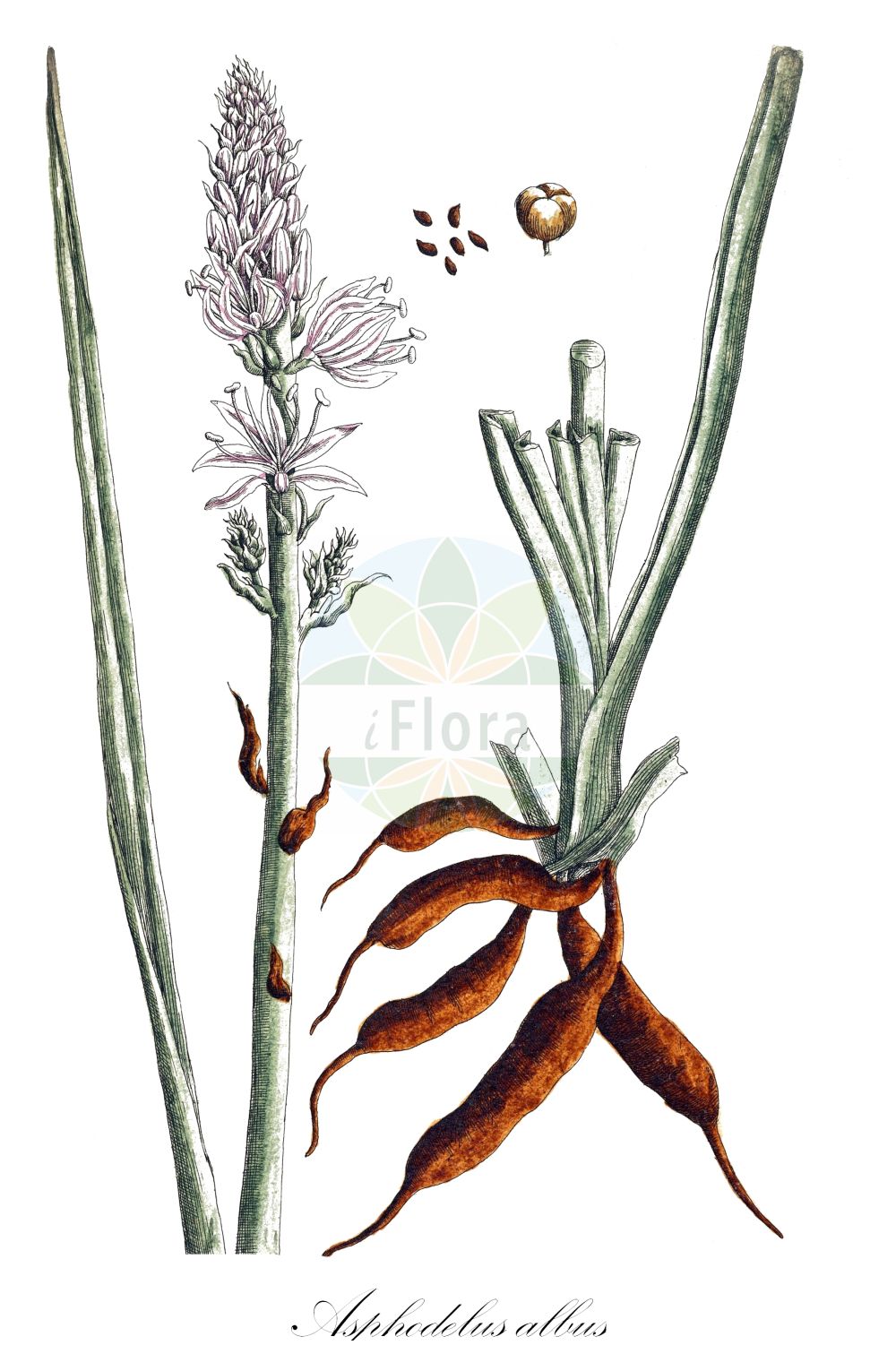 Asphodelus albus - Asphodelaceae,Plantae,Pteridobiotina,Angiosperms,Asparagales,Asphodelaceae,Asphodeloideae,Asphodeleae,Asphodelus,Asphodelus albus,Asphodelus albus subsp. sphaerocarpus, Asphodelus albus var. deseglisei, Asphodelus albus var. sphaerocarpus, Asphodelus ramosus subsp. albus, Asphodelus ramosus var. albus,Weißer Affodill;Asphodèle blanc;bâton blanc;bâton royal;poireau de chien;gamon blanco;gamón blanco;abozos;agozo;alberizón;albesó;asfodelo;brotia;cebolla;gallo;gamón;gamona;gamonita;olzo;onzos;Asfodelo montano;asfodillo;porraccia;asfodelo blanco;bardhër;abozos;albó de muntanya;bijeli čepljez;navadni zlati koren;királyné gyertyája;бял бъдрун;бял бърдун;anbula;illerondúea;inea;porrostia;zubaroa