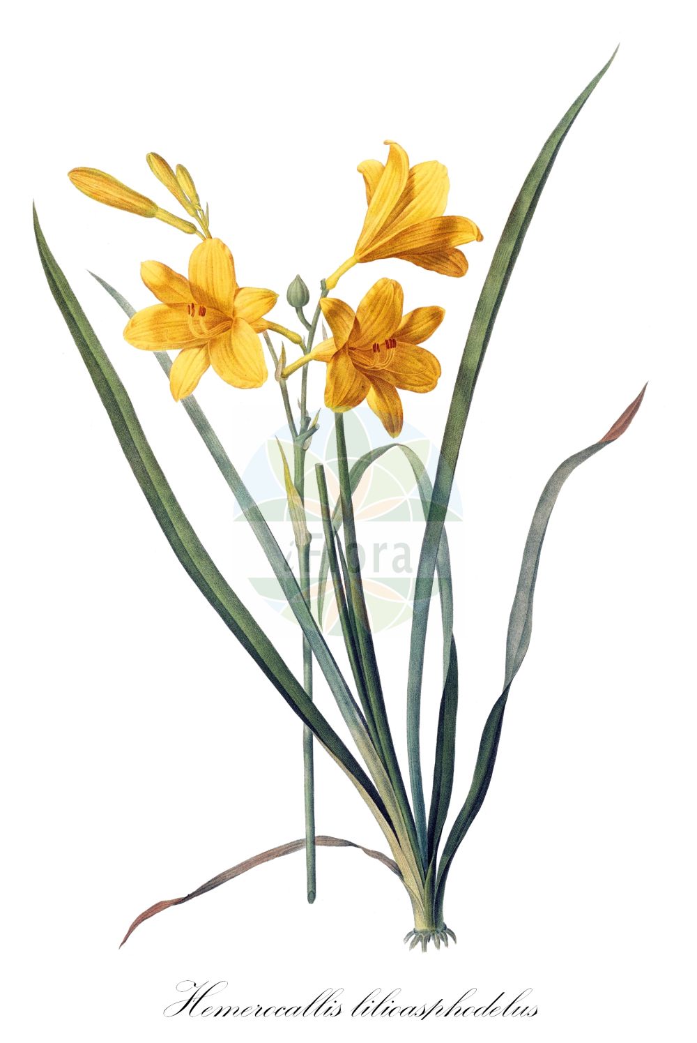Hemerocallis lilioasphodelus - Asphodelaceae,Plantae,Pteridobiotina,Angiosperms,Asparagales,Asphodelaceae,Hemerocallidoideae,Hemerocallis,Hemerocallis lilioasphodelus,Cameraria lilioasphodelus, Hemerocallis flava, Hemerocallis flava var. aurantiaca, Hemerocallis lilioasphodelus f. aurantiaca, Hemerocallis lilioasphodelus var. flavus, Hemerocallis lilioasphodelus var. nana, Hemerocallis lutea,Gelbe Taglilie;yellow daylily;lemon daylily;lemon day lily;lemon lily;pale day lily;yellow day lily;Hémérocalle jaune;lis jaune;Giglio dorato;emerocallide gialla;лилейник жёлтый;žuta graničica;gul daglilja;gul daglilje;liliowiec żółty;hamakanzô;ハマカンゾウ;rumena maslenica;lángszínű sásliliom;denivka žlutá;ľaliovka;лілійник жовтий;оранжев крин;keltapäivänlilja;жути љиљан;běi huáng huā cài;北黄花菜