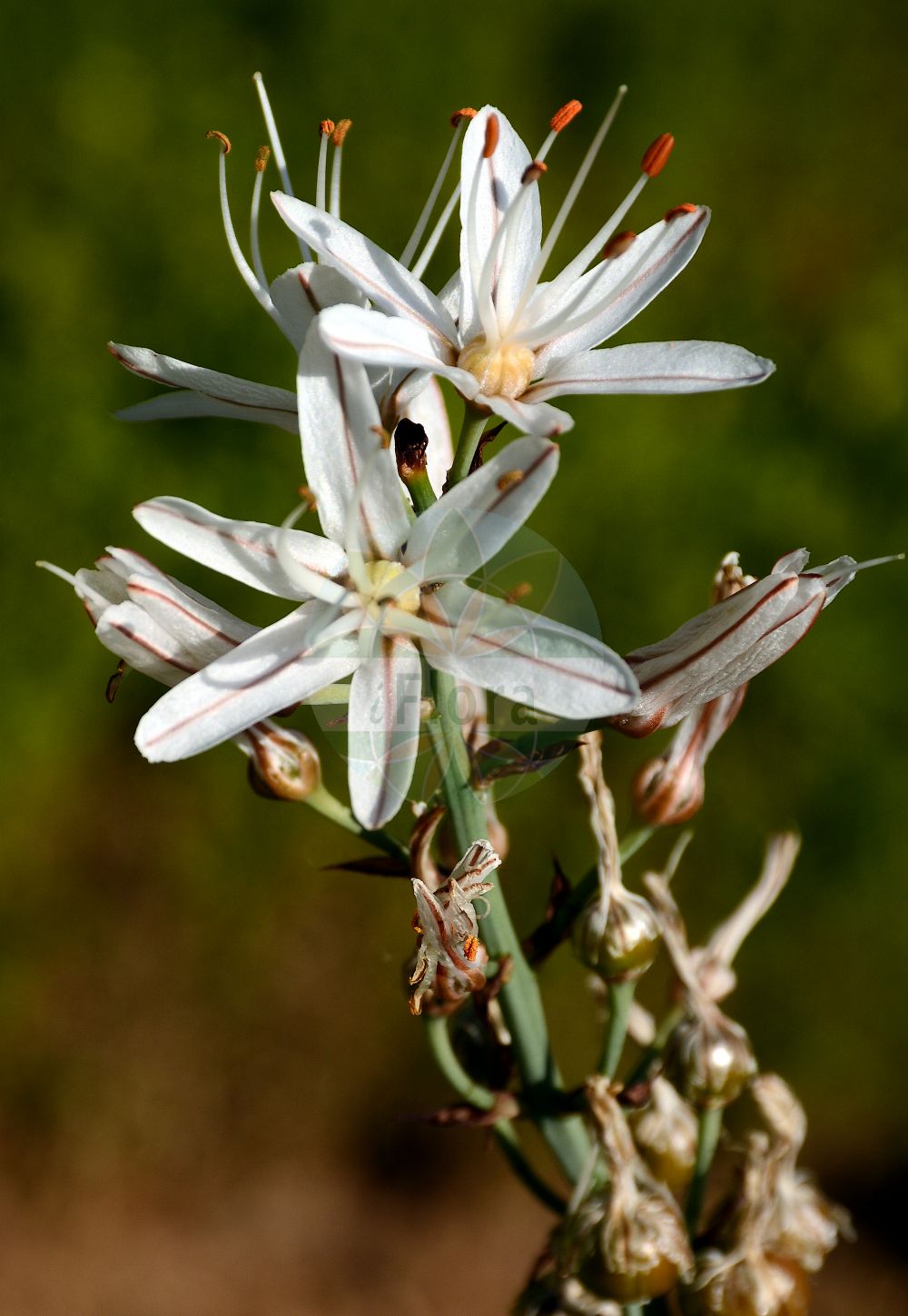 Asphodelus albus - Asphodelaceae,Plantae,Pteridobiotina,Angiosperms,Asparagales,Asphodelaceae,Asphodeloideae,Asphodeleae,Asphodelus,Asphodelus albus,Asphodelus albus subsp. sphaerocarpus, Asphodelus albus var. deseglisei, Asphodelus albus var. sphaerocarpus, Asphodelus ramosus subsp. albus, Asphodelus ramosus var. albus,Weißer Affodill;Asphodèle blanc;bâton blanc;bâton royal;poireau de chien;gamon blanco;gamón blanco;abozos;agozo;alberizón;albesó;asfodelo;brotia;cebolla;gallo;gamón;gamona;gamonita;olzo;onzos;Asfodelo montano;asfodillo;porraccia;asfodelo blanco;bardhër;abozos;albó de muntanya;bijeli čepljez;navadni zlati koren;királyné gyertyája;бял бъдрун;бял бърдун;anbula;illerondúea;inea;porrostia;zubaroa