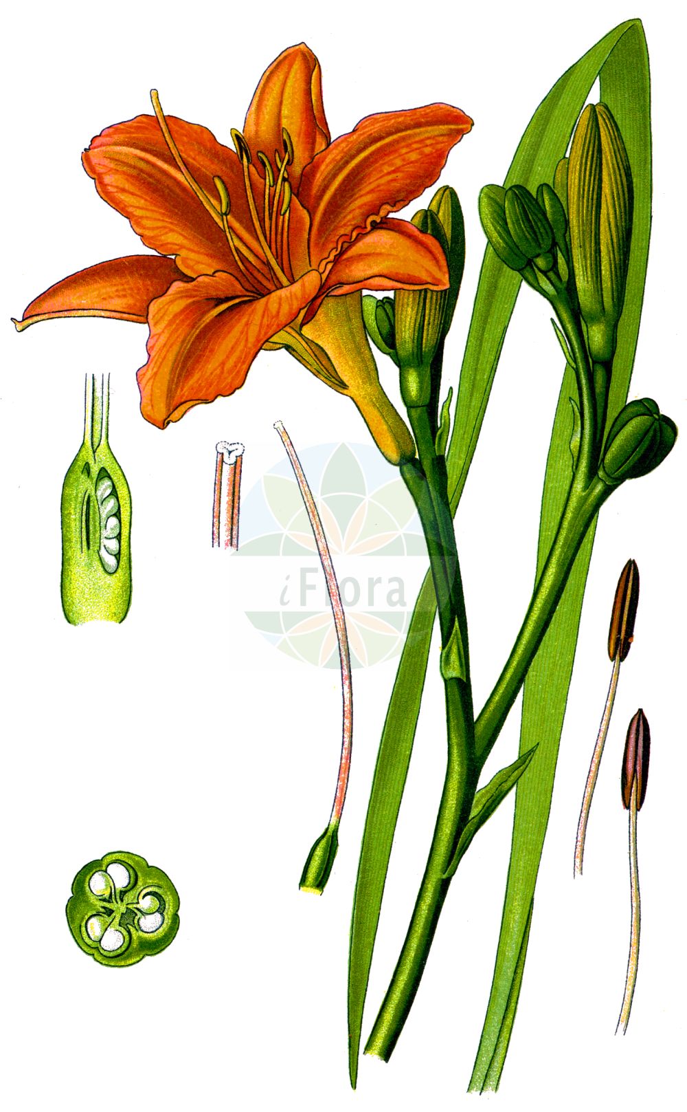 Hemerocallis fulva - Asphodelaceae,Plantae,Pteridobiotina,Angiosperms,Asparagales,Asphodelaceae,Hemerocallidoideae,Hemerocallis,Hemerocallis fulva,Hemerocallis crocea, Hemerocallis disticha var. kwanso, Hemerocallis flava, Hemerocallis fulva f. kwanso, Hemerocallis fulva var. kwanso, Hemerocallis fulva var. maculata, Hemerocallis fulva var. rosea, Hemerocallis kwanso, Hemerocallis lilioasphodelus var. fulva,Rotgelbe Taglilie;Gelbrote Taglilie;Braunrote Taglilie;orange daylily;tawny daylily;hémérocalle fauve;lis d'un jour;dark day lily;orange day lily;tawny day lily;Hémérocalle fauve;lis rouge;hémérocalle jaune;Giglio di San Giuseppe;giglio dorato;emerocallide fulva;bruine daglelie;лилейник длиннотрубчатый;лилейник оранжевый;лилейник рыжий;güngüzeli;lliri d'un dia;crvenožuta graničica;brunröd daglilja;rødgul daglije;liliowiec rdzawy;beni-kanzô;kanzô;no-kanzô;カンゾ;ノカンゾウ;ベニカンゾウ;rumenorjava maslenica;lángszínű sásliliom;denivka plavá;ľaliovka červenkastá;лілійник рудуватий;жълтокафяв крин;љиљан;chang lu xuan cao;xuan cao;常绿萱草;萱草