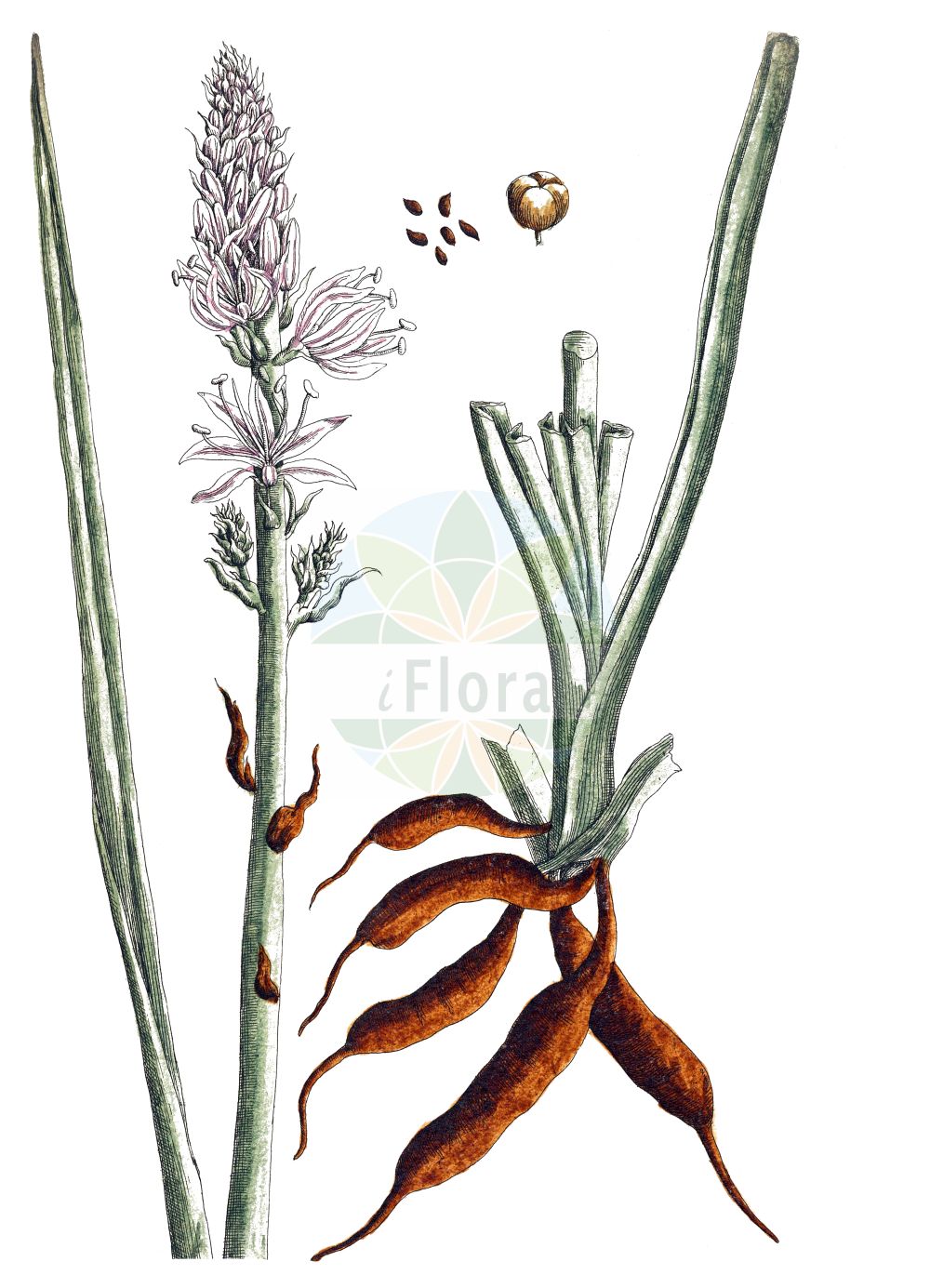 Asphodelus albus - Asphodelaceae,Plantae,Pteridobiotina,Angiosperms,Asparagales,Asphodelaceae,Asphodeloideae,Asphodeleae,Asphodelus,Asphodelus albus,Asphodelus albus subsp. sphaerocarpus, Asphodelus albus var. deseglisei, Asphodelus albus var. sphaerocarpus, Asphodelus ramosus subsp. albus, Asphodelus ramosus var. albus,Weißer Affodill;Asphodèle blanc;bâton blanc;bâton royal;poireau de chien;gamon blanco;gamón blanco;abozos;agozo;alberizón;albesó;asfodelo;brotia;cebolla;gallo;gamón;gamona;gamonita;olzo;onzos;Asfodelo montano;asfodillo;porraccia;asfodelo blanco;bardhër;abozos;albó de muntanya;bijeli čepljez;navadni zlati koren;királyné gyertyája;бял бъдрун;бял бърдун;anbula;illerondúea;inea;porrostia;zubaroa