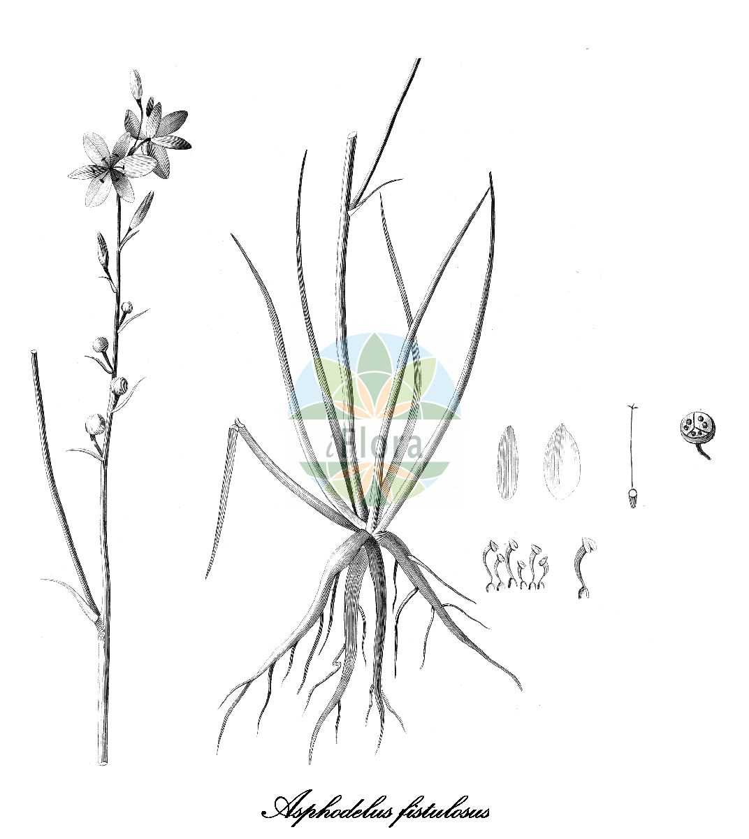 Asphodelus fistulosus - Asphodelaceae,Plantae,Pteridobiotina,Angiosperms,Asparagales,Asphodelaceae,Asphodeloideae,Asphodeleae,Asphodelus,Asphodelus fistulosus,Asphodeloides ramosa, Asphodelus fistulosus var. fistulosus, Ophioprason fistulosum, Verinea fistulosa,Röhriger Affodill;onion-weed;asphodèle creux;asphodèle fistuleux;caramuixa;gamonita;gamon;abroita;cebolla de culebra;gamón;cebollada;cebollana borde;cebollera morisca;cebolletilla marranera;cebollín del monte;gamoncillo;gamonera;gamonito;gobanita;gramones;jabonera;lirio silvestre;monecillo;oruga;pitolobo;tapaculos;varita de San José;abrótea-fistulosa;gamão-fistuloso;gambanito;hıdırellezkamçısı;bardhër;argénit;calabruixas;caramuixa;ceba bullina;ceba de moro;cebollassa;cebollí;cibolla;gamonet;marranet;porrassí;porrina;vara de Sant Josep;cjevasti čepljez;irit nevuvah;עִירִית נְבוּבָה;berwieq żgħir