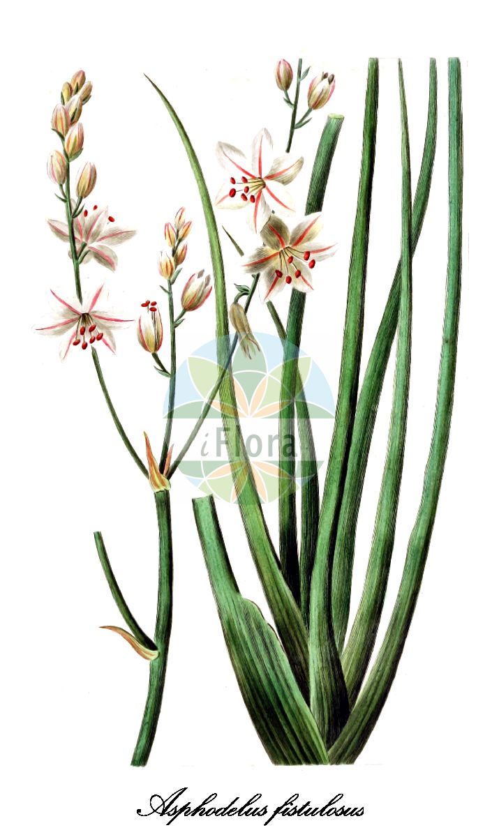 Asphodelus fistulosus - Asphodelaceae,Plantae,Pteridobiotina,Angiosperms,Asparagales,Asphodelaceae,Asphodeloideae,Asphodeleae,Asphodelus,Asphodelus fistulosus,Asphodeloides ramosa, Asphodelus fistulosus var. fistulosus, Ophioprason fistulosum, Verinea fistulosa,Röhriger Affodill;onion-weed;asphodèle creux;asphodèle fistuleux;caramuixa;gamonita;gamon;abroita;cebolla de culebra;gamón;cebollada;cebollana borde;cebollera morisca;cebolletilla marranera;cebollín del monte;gamoncillo;gamonera;gamonito;gobanita;gramones;jabonera;lirio silvestre;monecillo;oruga;pitolobo;tapaculos;varita de San José;abrótea-fistulosa;gamão-fistuloso;gambanito;hıdırellezkamçısı;bardhër;argénit;calabruixas;caramuixa;ceba bullina;ceba de moro;cebollassa;cebollí;cibolla;gamonet;marranet;porrassí;porrina;vara de Sant Josep;cjevasti čepljez;irit nevuvah;עִירִית נְבוּבָה;berwieq żgħir