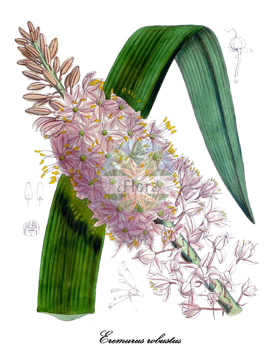 Eremurus robustus - Asphodelaceae,Plantae,Pteridobiotina,Angiosperms,Asparagales,Asphodelaceae,Asphodeloideae,Asphodeleae,Eremurus,Eremurus robustus,Henningia robusta,Riesen-Steppenkerze