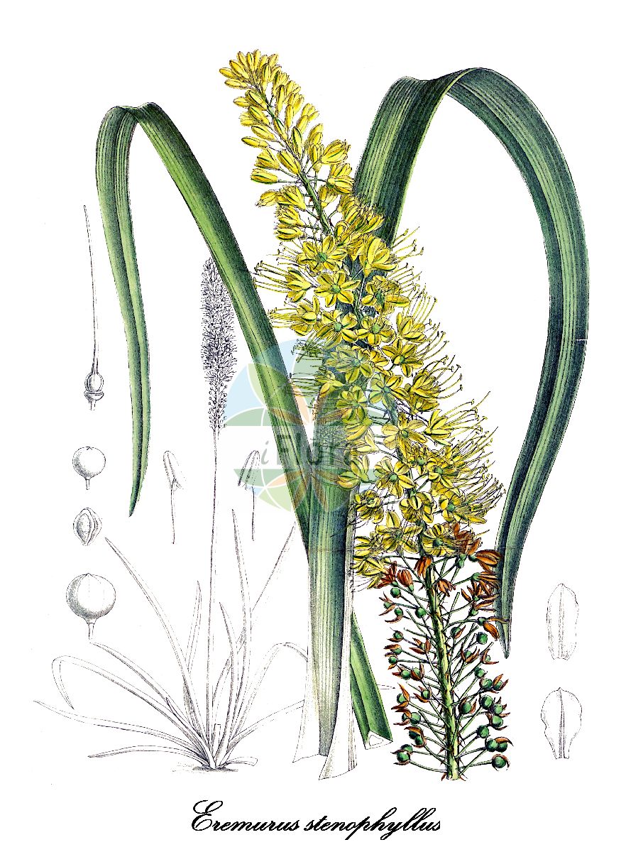 Eremurus stenophyllus - Asphodelaceae,Plantae,Pteridobiotina,Angiosperms,Asparagales,Asphodelaceae,Asphodeloideae,Asphodeleae,Eremurus,Eremurus stenophyllus,Ammolirion stenophyllum, Eremurus stenophyllus var. bungei, Henningia stenophylla,Afghanistan-Steppenkerze
