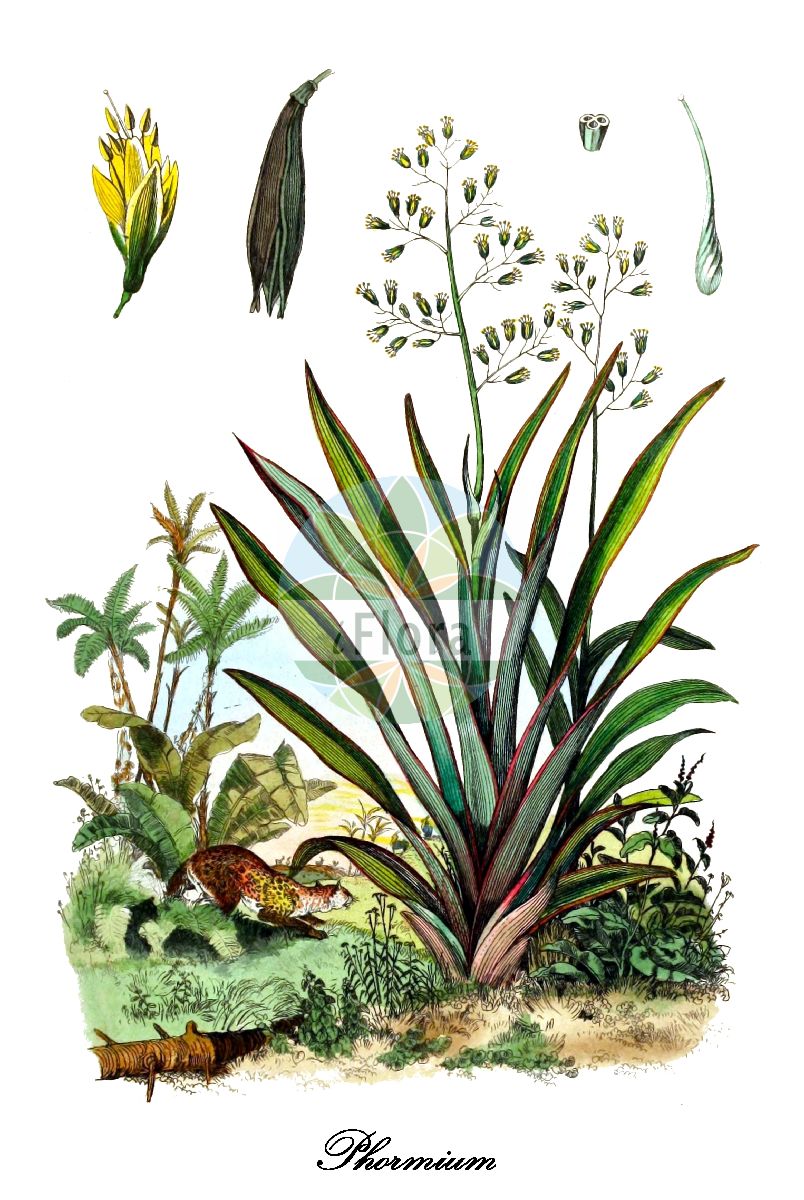 Phormium - Asphodelaceae,Plantae,Pteridobiotina,Angiosperms,Asparagales,Asphodelaceae,Hemerocallidoideae,Phormium,Chlamydia,Neuseeländischer Flachs