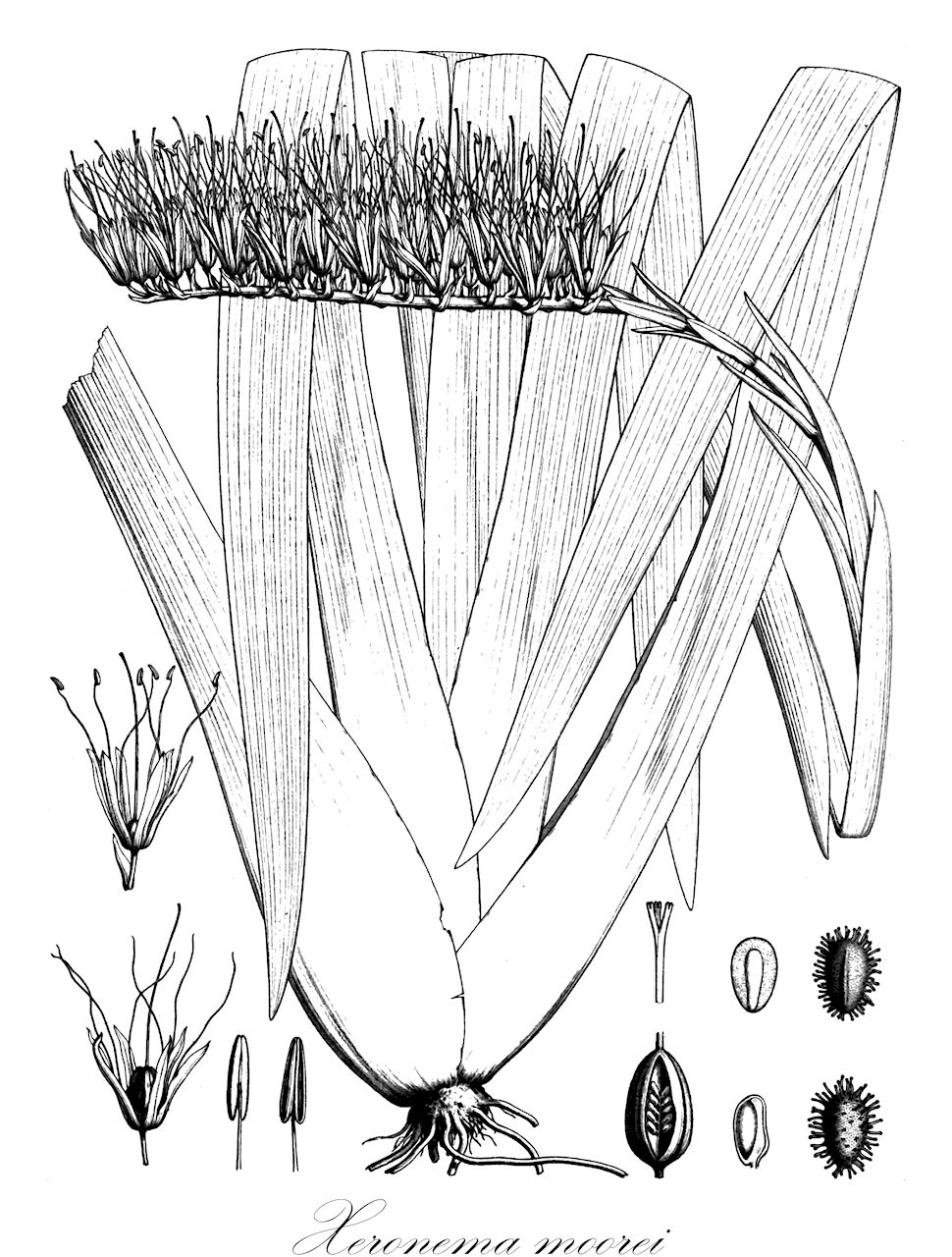 Xeronema moorei - Xeronemataceae,Plantae,Pteridobiotina,Angiosperms,Asparagales,Xeronemataceae,Xeronema,Xeronema moorei,Scleronema moorii