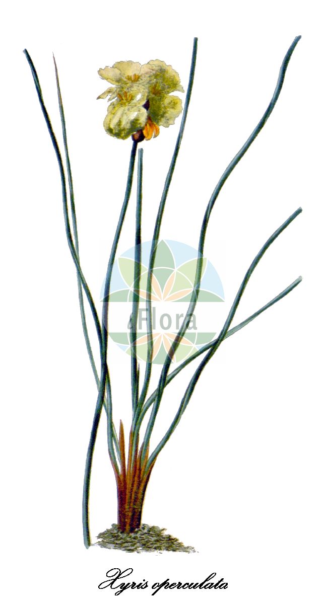 Historische Abbildung von Xyris operculata. Das Bild zeigt Blatt, Bluete, Frucht und Same. ---- Historical Drawing of Xyris operculata. The image is showing leaf, flower, fruit and seed.(Xyris operculata,Xyris,Yellow-eyed-Grass,Xyridaceae,Yellow-eyed-grass Family,Blatt,Bluete,Frucht,Same,leaf,flower,fruit,seed,The botanical cabinet (1827f))