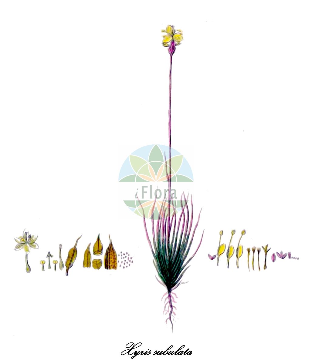 Historische Abbildung von Xyris subulata. Das Bild zeigt Blatt, Bluete, Frucht und Same. ---- Historical Drawing of Xyris subulata. The image is showing leaf, flower, fruit and seed.(Xyris subulata,Xyris,Yellow-eyed-Grass,Xyridaceae,Yellow-eyed-grass Family,Blatt,Bluete,Frucht,Same,leaf,flower,fruit,seed,Pavón y Jiménez-Villanueva & Ruiz López (1798-1802))