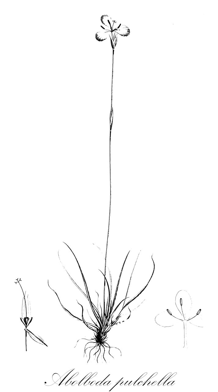 Abolboda pulchella - Xyridaceae,Abolboda brasiliensis, Abolboda chapadensis var. pauciflora, Abolboda gracilis, Abolboda longifolia, Abolboda poarchon var. pauciflora, Abolboda pulchella var. longifolia, Abolboda vaginata, Xyris vaginata,Plantae,Pteridobiotina,Angiosperms,Poales,Xyridaceae,Abolboda,Abolboda pulchella