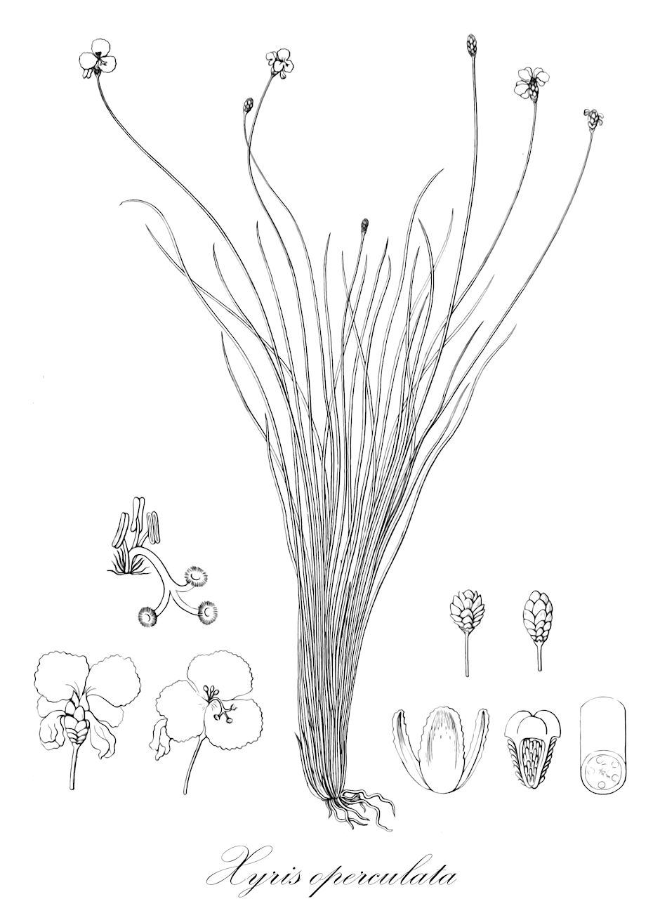 Xyris operculata - Xyridaceae,Plantae,Pteridobiotina,Angiosperms,Poales,Xyridaceae,Xyris,Xyris operculata,Ramotha operculata, Xyris brownii