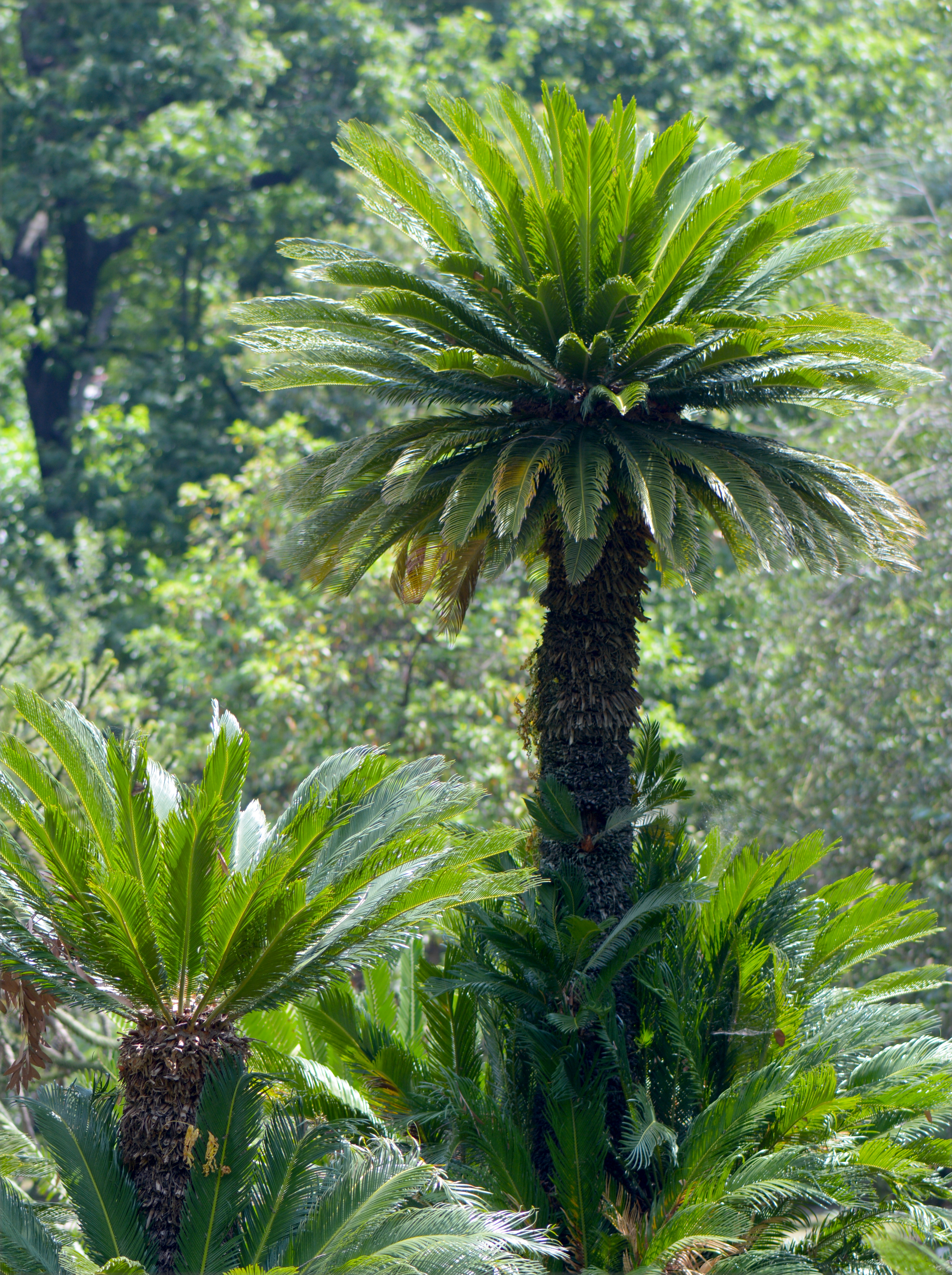 Cycas revoluta - Zamiaceae