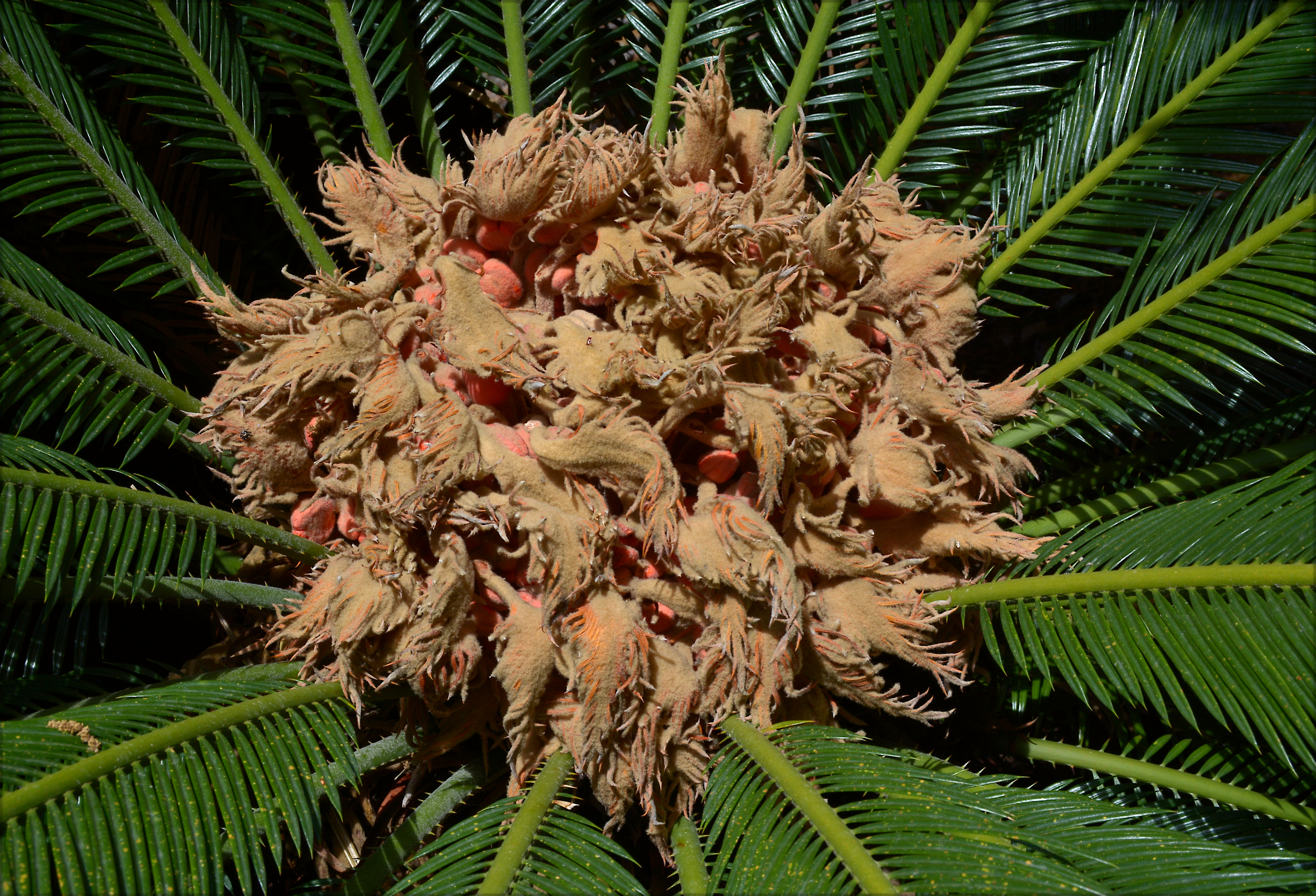 Cycas revoluta - Zamiaceae