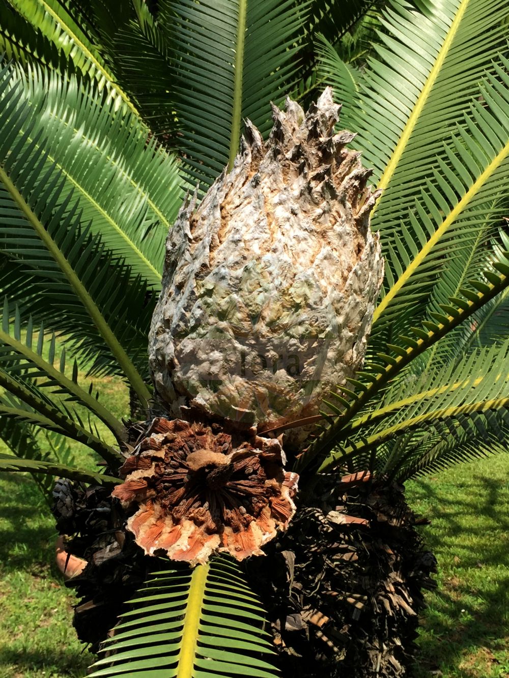 Dioon edule - Zamiaceae,Plantae,Pteridobiotina,Cycadophyta,Cycadopsida,Cycadidae,Cycadales,Zamiaceae,Dioon,Dioon edule,Dioon edule f. edule, Dioon edule f. imbricatum, Dioon edule f. lanuginosum, Dioon edule subsp. edule, Dioon edule var. edule, Dioon edule var. imbricatum, Dioon edule var. lanuginosum, Dioon imbricatum, Dioon strobilaceum, Dioon strobilaceum, Macrozamia littoralis, Macrozamia pectinata, Platyzamia rigida, Zamia maeleni, Zamia maelenii, Zamia rigida,Jungfrauenpalme