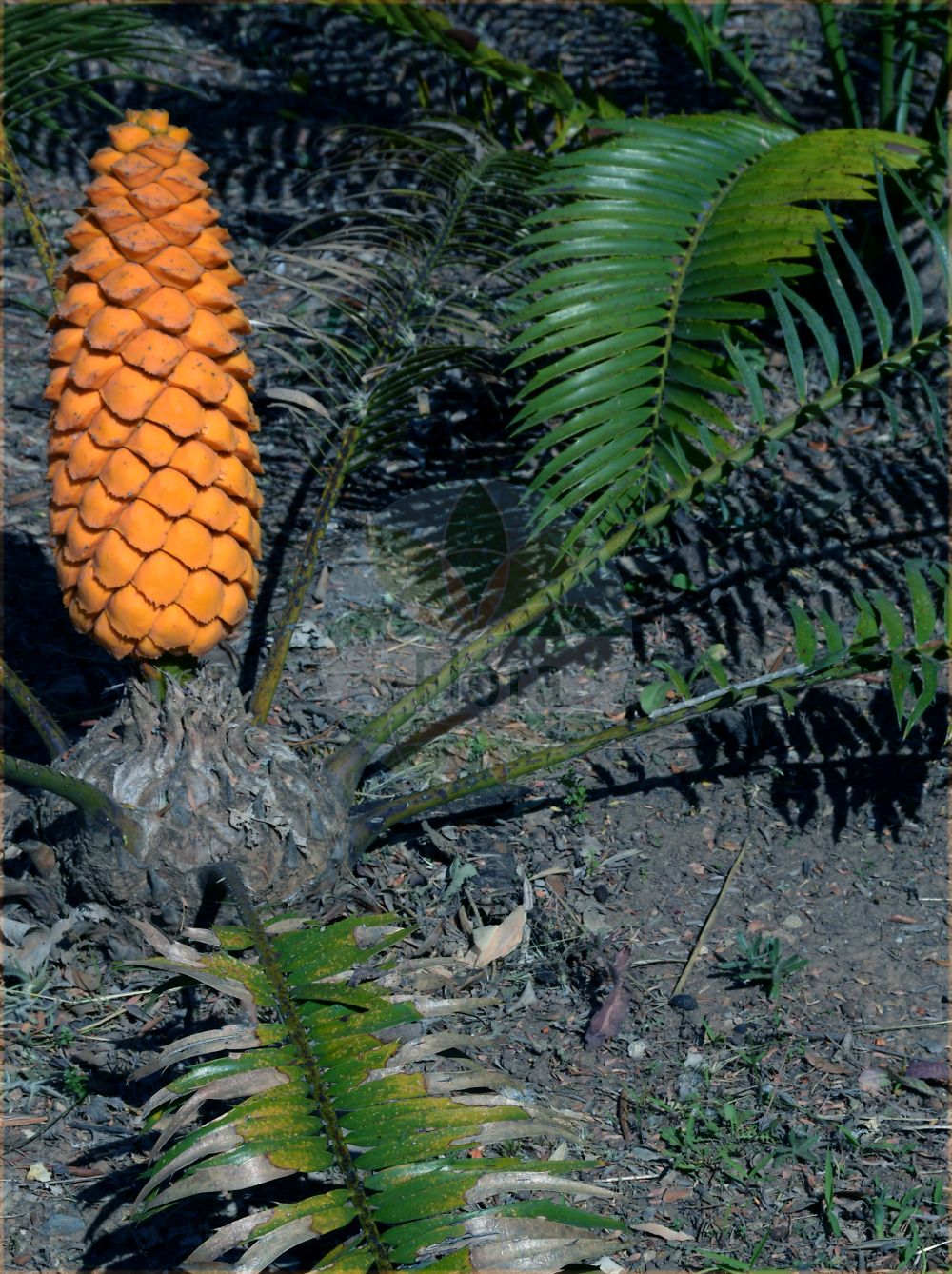 Encephalartos villosus - Zamiaceae,Plantae,Pteridobiotina,Cycadophyta,Cycadopsida,Cycadidae,Cycadales,Zamiaceae,Encephalartos,Encephalartos villosus,Encephalartos striatus, Encephalartos villosus f. intermedius, Encephalartos villosus f. villosus, Encephalartos villosus var. villosus