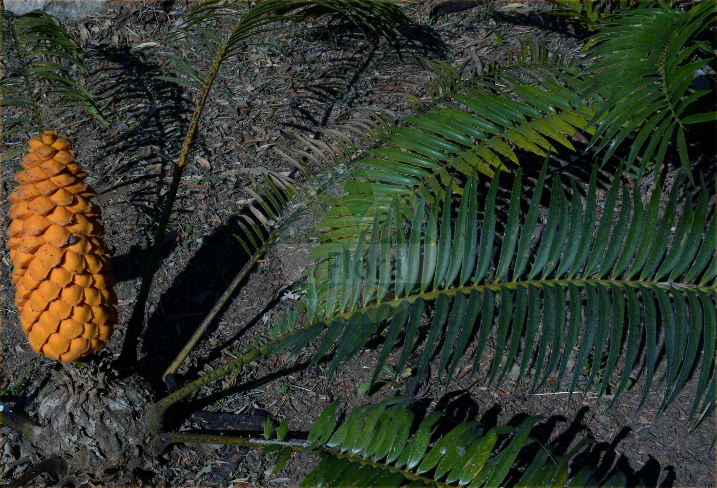 Encephalartos villosus - Zamiaceae,Plantae,Pteridobiotina,Cycadophyta,Cycadopsida,Cycadidae,Cycadales,Zamiaceae,Encephalartos,Encephalartos villosus,Encephalartos striatus, Encephalartos villosus f. intermedius, Encephalartos villosus f. villosus, Encephalartos villosus var. villosus