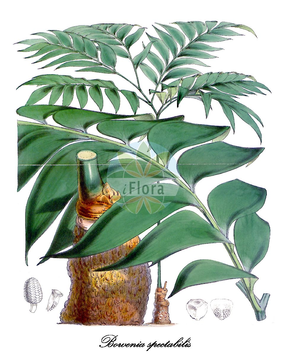 Bowenia spectabilis - Zamiaceae,Plantae,Pteridobiotina,Cycadophyta,Cycadopsida,Cycadidae,Cycadales,Zamiaceae,Bowenia,Bowenia spectabilis,Bowenia spectabilis var. spectabilis