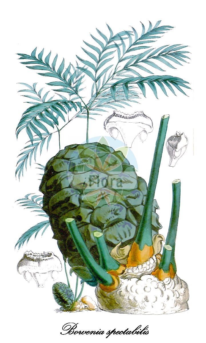 Bowenia spectabilis - Zamiaceae,Plantae,Pteridobiotina,Cycadophyta,Cycadopsida,Cycadidae,Cycadales,Zamiaceae,Bowenia,Bowenia spectabilis,Bowenia spectabilis var. spectabilis