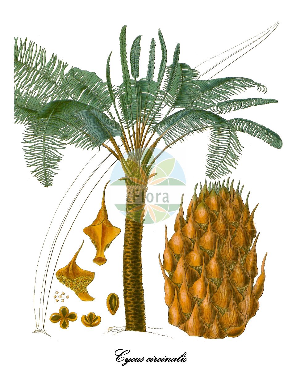 Historische Abbildung von Cycas circinalis. Das Bild zeigt Blatt, Bluete, Frucht und Same. ---- Historical Drawing of Cycas circinalis. The image is showing leaf, flower, fruit and seed.(Cycas circinalis,Cycas,Palmfarne,Zamiaceae,Sago-palm Family,Blatt,Bluete,Frucht,Same,leaf,flower,fruit,seed,Curtis Botanical Magazine (1828))