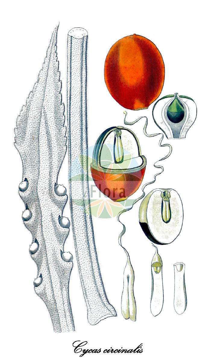 Historische Abbildung von Cycas circinalis. Das Bild zeigt Blatt, Bluete, Frucht und Same. ---- Historical Drawing of Cycas circinalis. The image is showing leaf, flower, fruit and seed.(Cycas circinalis,Cycas,Palmfarne,Zamiaceae,Sago-palm Family,Blatt,Bluete,Frucht,Same,leaf,flower,fruit,seed)