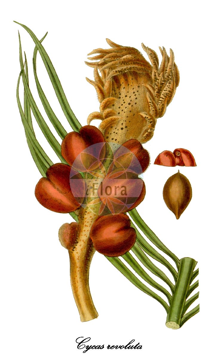 Historische Abbildung von Cycas revoluta. Das Bild zeigt Blatt, Bluete, Frucht und Same. ---- Historical Drawing of Cycas revoluta. The image is showing leaf, flower, fruit and seed.(Cycas revoluta,Cycas,Palmfarne,Zamiaceae,Sago-palm Family,Blatt,Bluete,Frucht,Same,leaf,flower,fruit,seed)