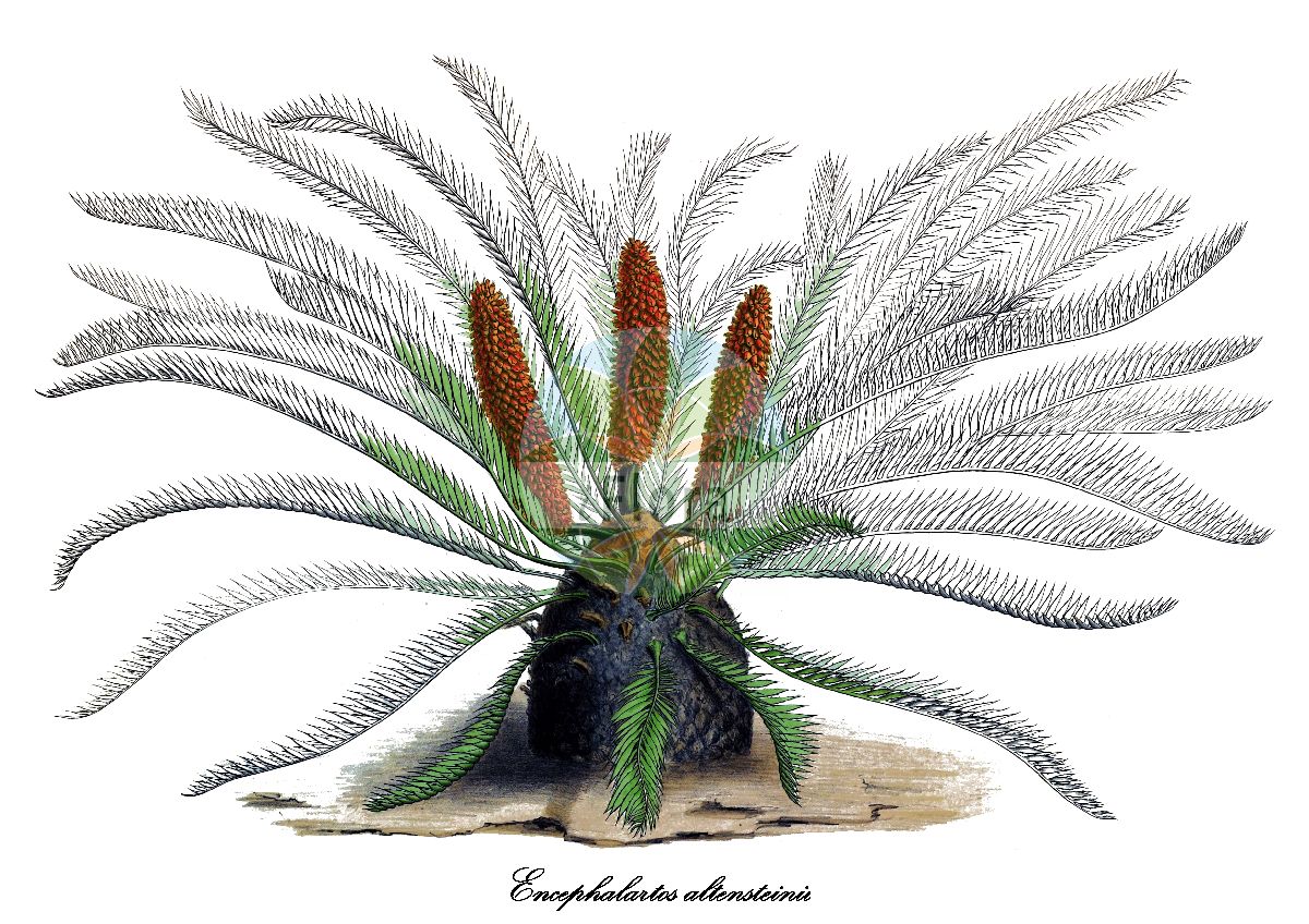 Encephalartos altensteinii - Zamiaceae,Plantae,Pteridobiotina,Cycadophyta,Cycadopsida,Cycadidae,Cycadales,Zamiaceae,Encephalartos,Encephalartos altensteinii,Encephalartos altensteinii var. altensteinii, Encephalartos altensteinii var. angustifolius, Encephalartos altensteinii var. distans, Encephalartos altensteinii var. grandis, Encephalartos altensteinii var. macrophyllus, Encephalartos altensteinii var. parvifolius, Encephalartos altensteinii var. semidentatus, Encephalartos altensteinii var. spinosior, Encephalartos longifolius var. hookeri, Encephalartos marumii, Encephalartos regalis, Encephalartos vroomii, Zamia altensteinii, Zamia glabra, Zamia katzeri, Zamia spinosa, Zamia vernicosa, Zamia vroomani