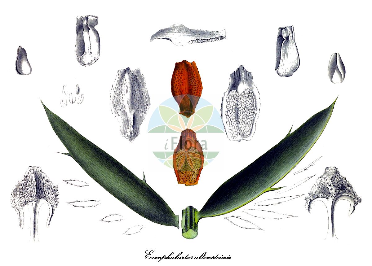 Encephalartos altensteinii - Zamiaceae,Plantae,Pteridobiotina,Cycadophyta,Cycadopsida,Cycadidae,Cycadales,Zamiaceae,Encephalartos,Encephalartos altensteinii,Encephalartos altensteinii var. altensteinii, Encephalartos altensteinii var. angustifolius, Encephalartos altensteinii var. distans, Encephalartos altensteinii var. grandis, Encephalartos altensteinii var. macrophyllus, Encephalartos altensteinii var. parvifolius, Encephalartos altensteinii var. semidentatus, Encephalartos altensteinii var. spinosior, Encephalartos longifolius var. hookeri, Encephalartos marumii, Encephalartos regalis, Encephalartos vroomii, Zamia altensteinii, Zamia glabra, Zamia katzeri, Zamia spinosa, Zamia vernicosa, Zamia vroomani