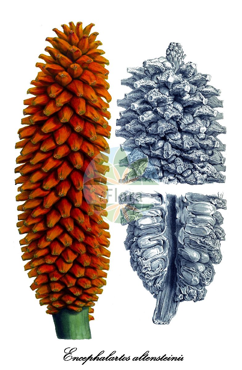 Encephalartos altensteinii - Zamiaceae,Plantae,Pteridobiotina,Cycadophyta,Cycadopsida,Cycadidae,Cycadales,Zamiaceae,Encephalartos,Encephalartos altensteinii,Encephalartos altensteinii var. altensteinii, Encephalartos altensteinii var. angustifolius, Encephalartos altensteinii var. distans, Encephalartos altensteinii var. grandis, Encephalartos altensteinii var. macrophyllus, Encephalartos altensteinii var. parvifolius, Encephalartos altensteinii var. semidentatus, Encephalartos altensteinii var. spinosior, Encephalartos longifolius var. hookeri, Encephalartos marumii, Encephalartos regalis, Encephalartos vroomii, Zamia altensteinii, Zamia glabra, Zamia katzeri, Zamia spinosa, Zamia vernicosa, Zamia vroomani