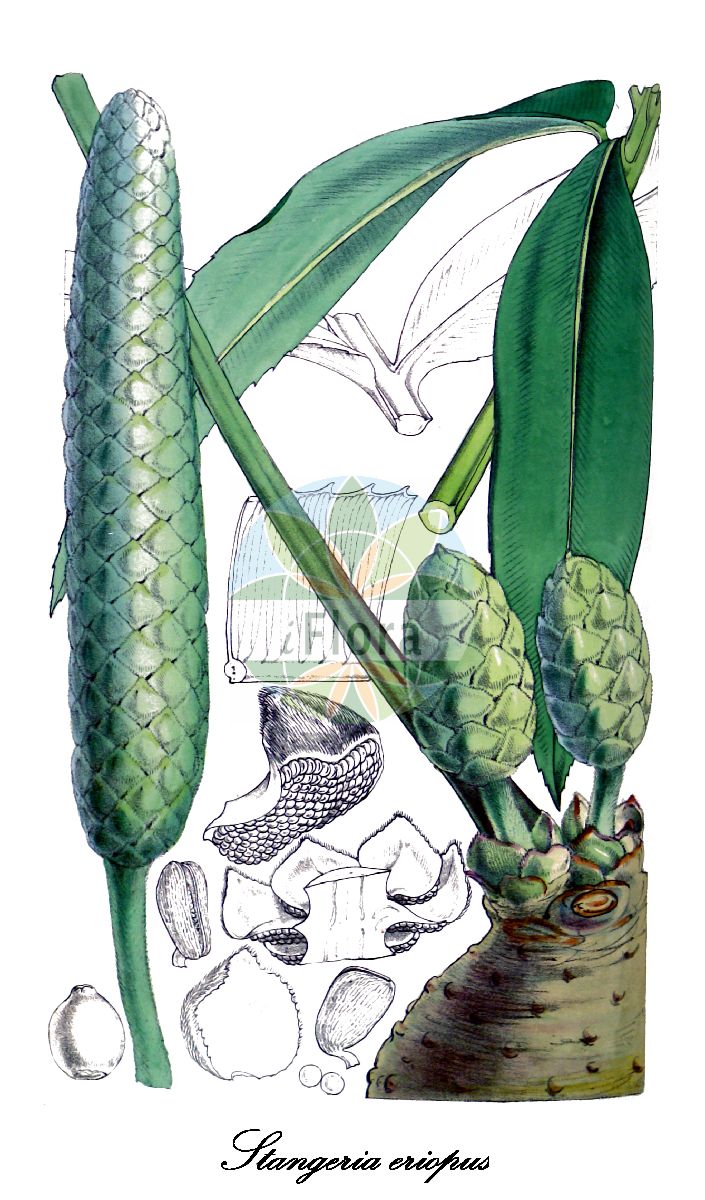 Stangeria eriopus - Zamiaceae,Plantae,Pteridobiotina,Cycadophyta,Cycadopsida,Cycadidae,Cycadales,Zamiaceae,Stangeria,Stangeria eriopus,Lomaria eriopus, Stangeria katzeri, Stangeria paradoxa, Stangeria sanderiana, Stangeria schizodon