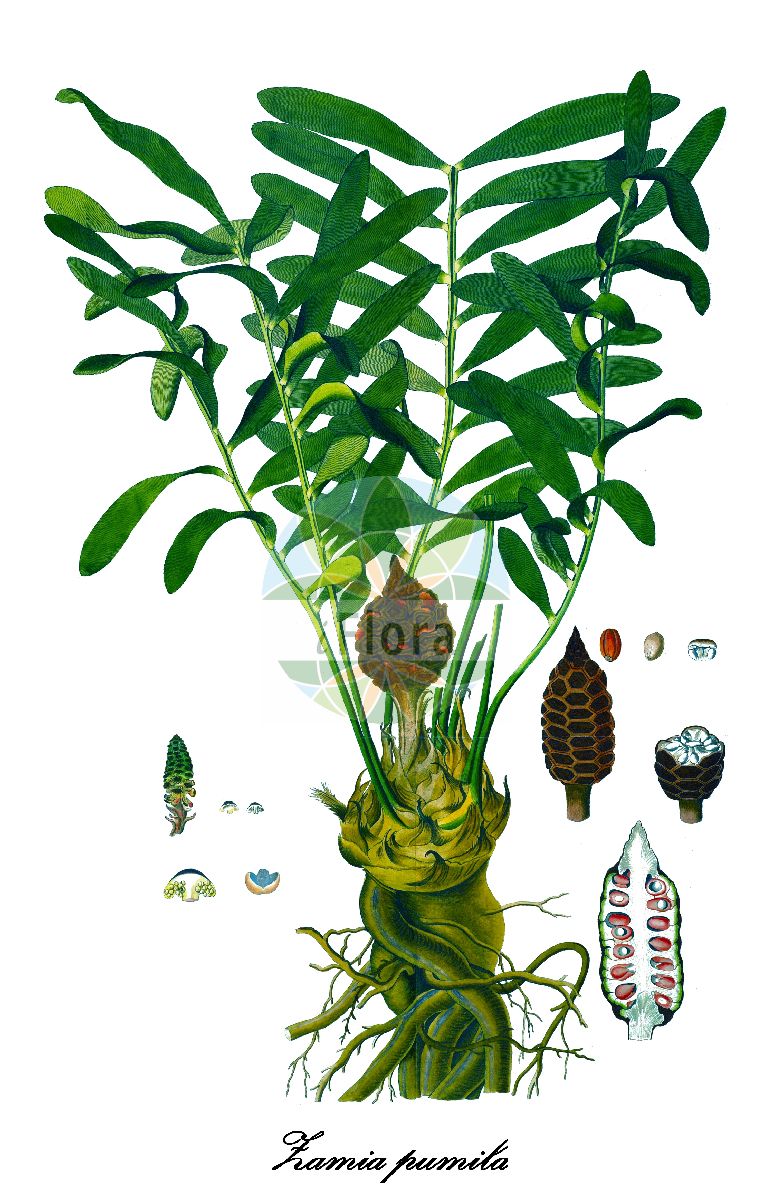Zamia pumila - Zamiaceae,Plantae,Pteridobiotina,Cycadophyta,Cycadopsida,Cycadidae,Cycadales,Zamiaceae,Zamia,Zamia pumila,Encephalartos pumilus, Palmifolium debile, Palmifolium pumilum, Zamia allison-armourii, Zamia concinna, Zamia cylindrica, Zamia debilis, Zamia debilis, Zamia humilis, Zamia laeta, Zamia latifoliolata, Zamia media var. commeliniana, Zamia pumila subsp. pumila,coontie;florida arrowroot