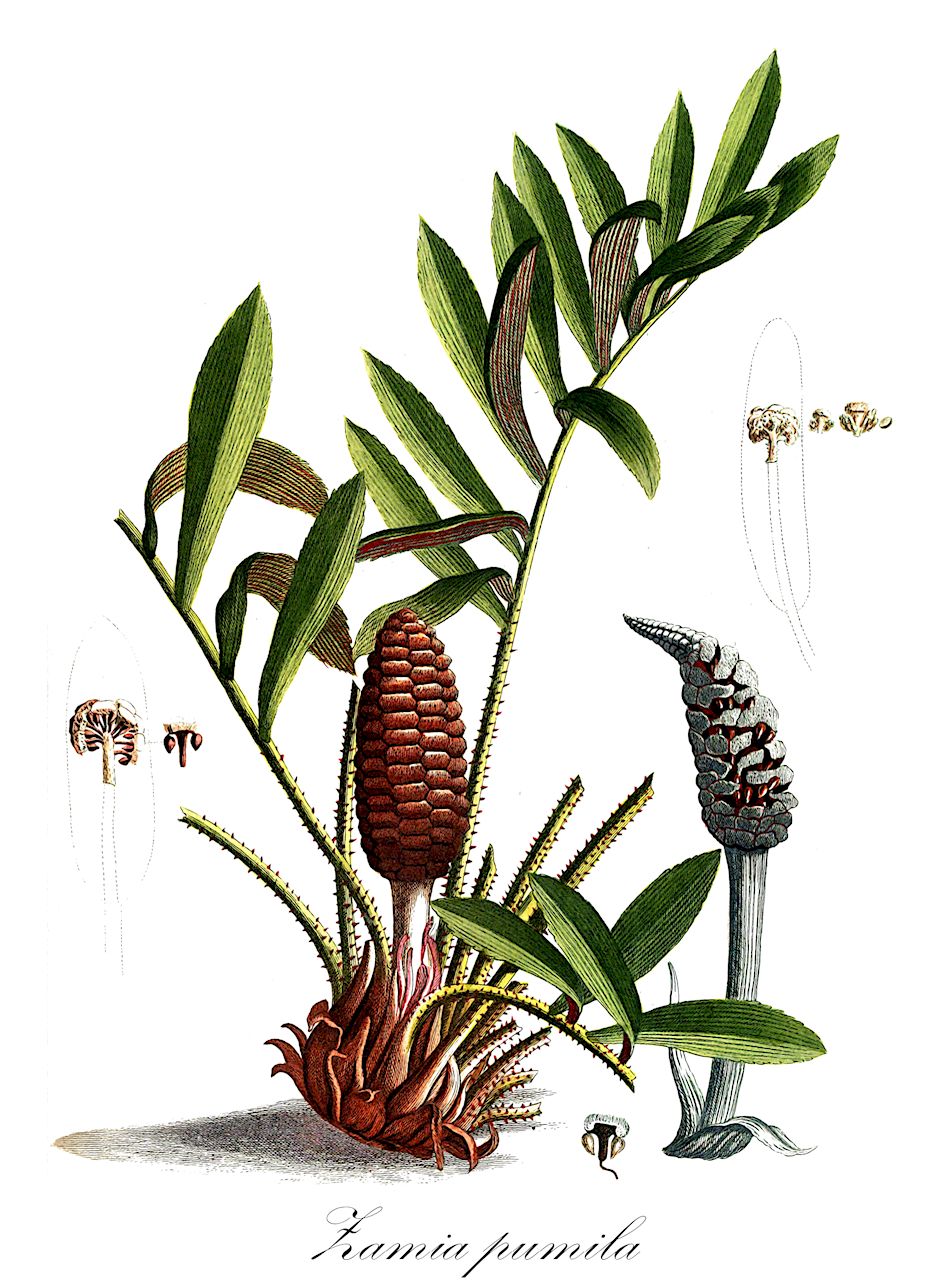 Zamia pumila - Zamiaceae,Plantae,Pteridobiotina,Cycadophyta,Cycadopsida,Cycadidae,Cycadales,Zamiaceae,Zamia,Zamia pumila,Encephalartos pumilus, Palmifolium debile, Palmifolium pumilum, Zamia allison-armourii, Zamia concinna, Zamia cylindrica, Zamia debilis, Zamia debilis, Zamia humilis, Zamia laeta, Zamia latifoliolata, Zamia media var. commeliniana, Zamia pumila subsp. pumila,coontie;florida arrowroot