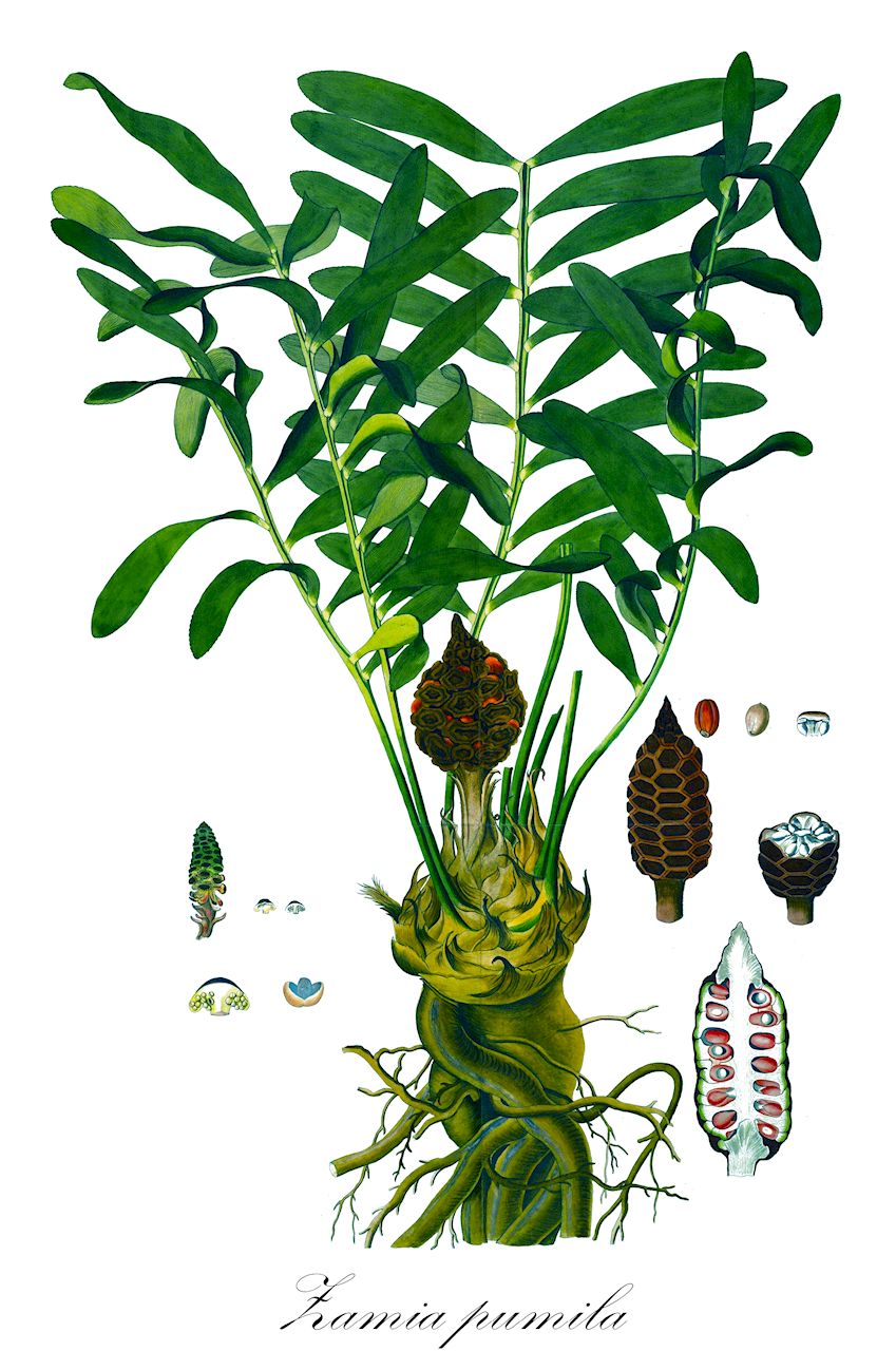 Zamia pumila - Zamiaceae,Plantae,Pteridobiotina,Cycadophyta,Cycadopsida,Cycadidae,Cycadales,Zamiaceae,Zamia,Zamia pumila,Encephalartos pumilus, Palmifolium debile, Palmifolium pumilum, Zamia allison-armourii, Zamia concinna, Zamia cylindrica, Zamia debilis, Zamia debilis, Zamia humilis, Zamia laeta, Zamia latifoliolata, Zamia media var. commeliniana, Zamia pumila subsp. pumila,coontie;florida arrowroot