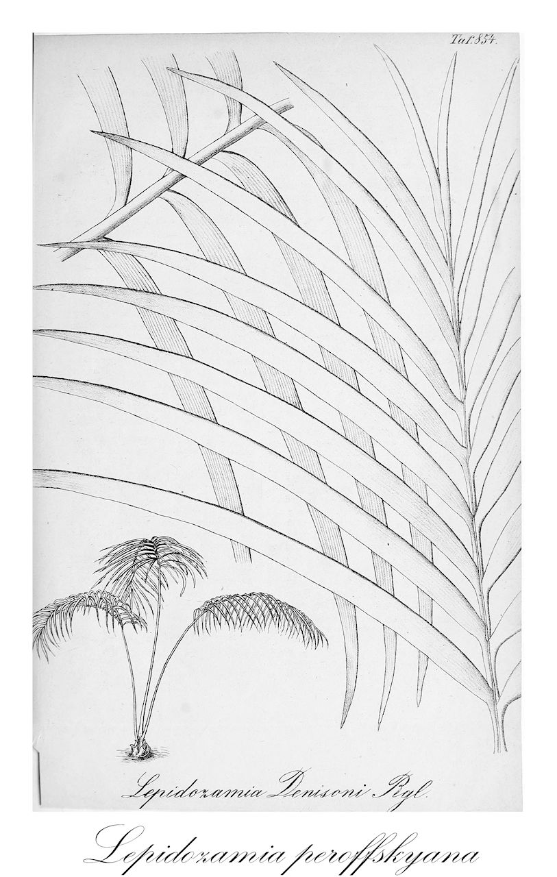 Lepidozamia peroffskyana - Zamiaceae,Plantae,Pteridobiotina,Cycadophyta,Cycadopsida,Cycadidae,Cycadales,Zamiaceae,Lepidozamia,Lepidozamia peroffskyana,Catakidozamia macleayi, Encephalartos denisonii, Lepidozamia denisonii, Lepidozamia minor, Macrozamia denisonii, Macrozamia gigas, Macrozamia peroffskyana, Zamia macleayi
