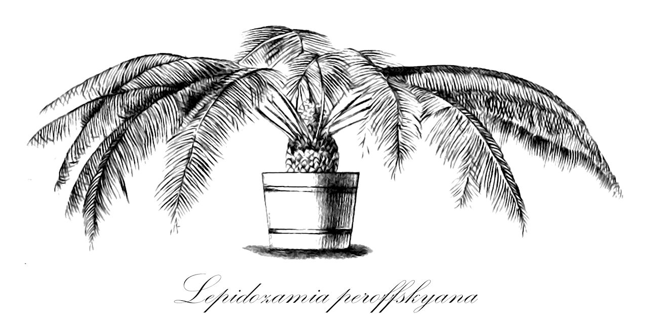 Lepidozamia peroffskyana - Zamiaceae,Plantae,Pteridobiotina,Cycadophyta,Cycadopsida,Cycadidae,Cycadales,Zamiaceae,Lepidozamia,Lepidozamia peroffskyana,Catakidozamia macleayi, Encephalartos denisonii, Lepidozamia denisonii, Lepidozamia minor, Macrozamia denisonii, Macrozamia gigas, Macrozamia peroffskyana, Zamia macleayi