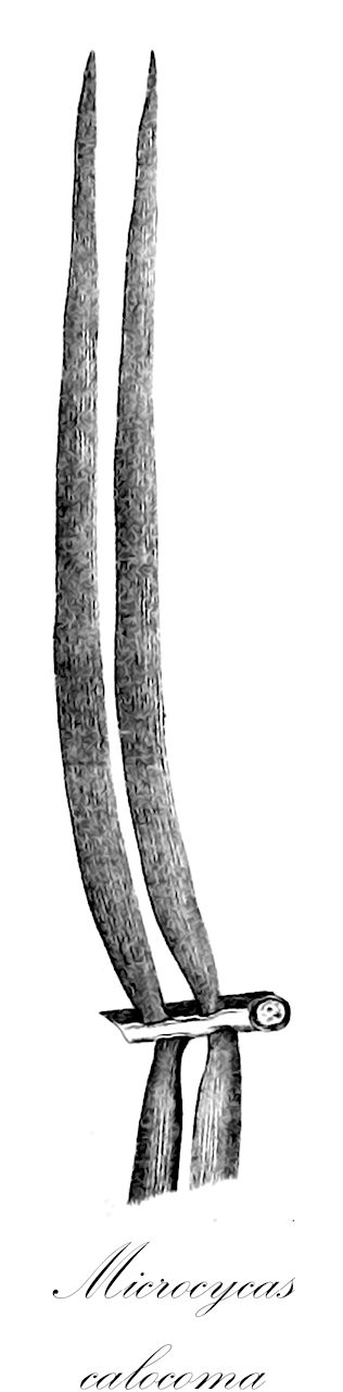 Microcycas calocoma - Zamiaceae,Zamia calocoma,Plantae,Pteridobiotina,Cycadophyta,Cycadopsida,Cycadidae,Cycadales,Zamiaceae,Microcycas,Microcycas calocoma