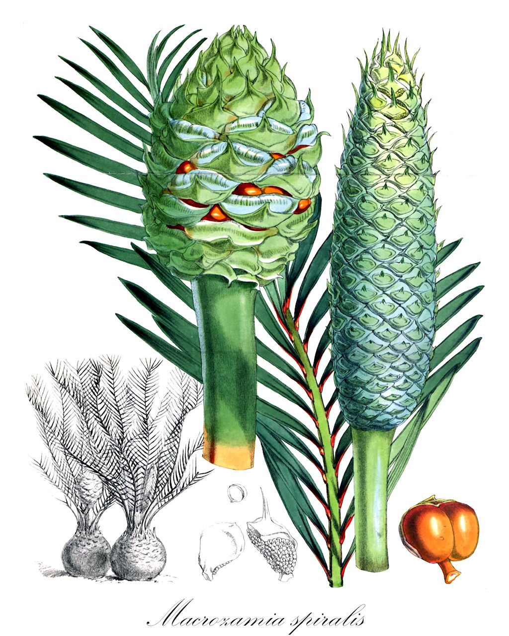 Macrozamia spiralis - Zamiaceae,Plantae,Pteridobiotina,Cycadophyta,Cycadopsida,Cycadidae,Cycadales,Zamiaceae,Macrozamia,Macrozamia spiralis,Encephalartos spiralis, Encephalartos spiralis var. spiralis, Macrozamia corallipes, Macrozamia corallipes var. gyrata, Macrozamia spiralis var. corallipes, Macrozamia tridentata f. dielsii, Macrozamia tridentata var. corallipes, Zamia corallipes, Zamia spiralis,Macrozamia