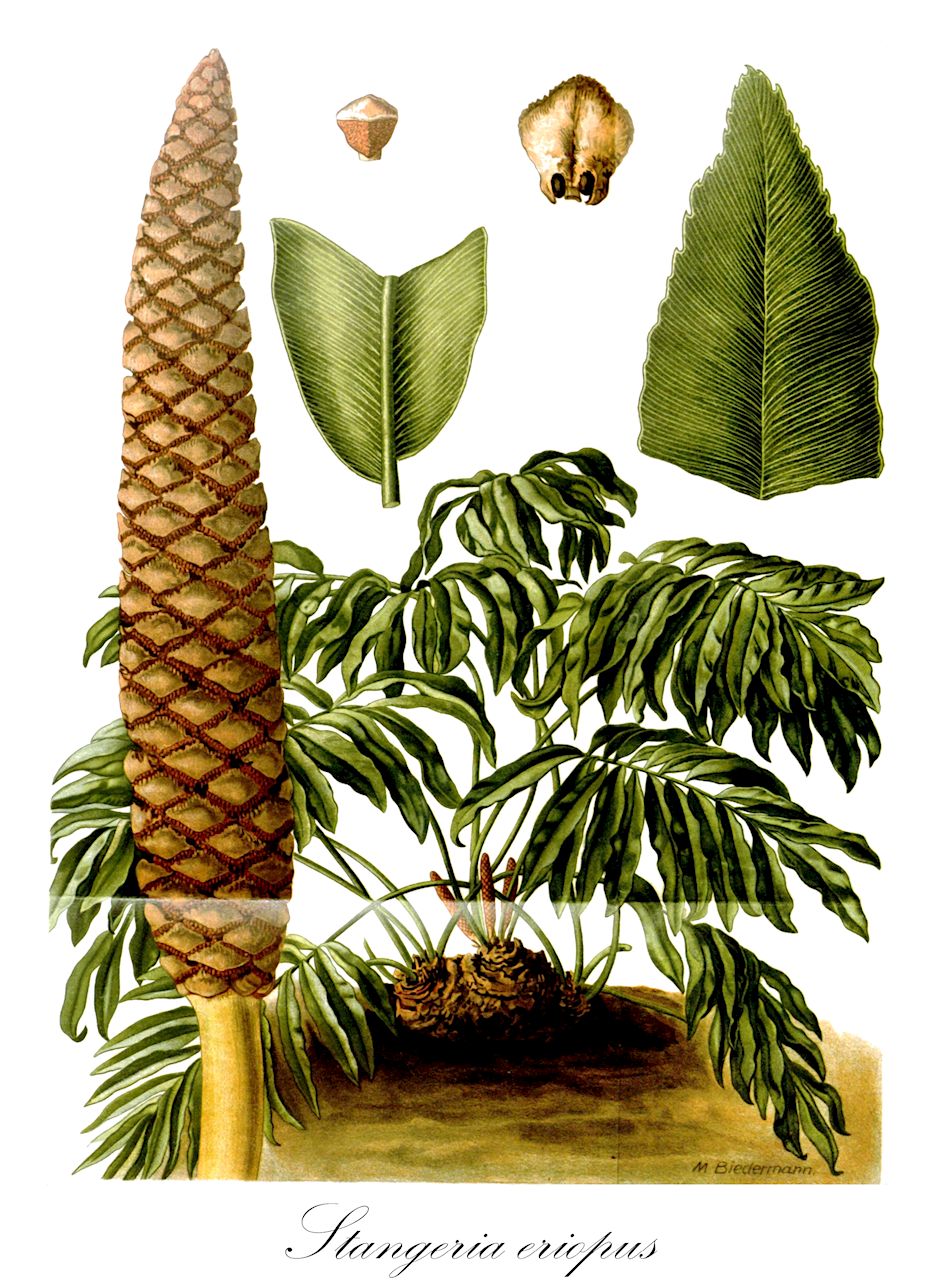 Stangeria eriopus - Zamiaceae,Plantae,Pteridobiotina,Cycadophyta,Cycadopsida,Cycadidae,Cycadales,Zamiaceae,Stangeria,Stangeria eriopus,Lomaria eriopus, Stangeria katzeri, Stangeria paradoxa, Stangeria sanderiana, Stangeria schizodon