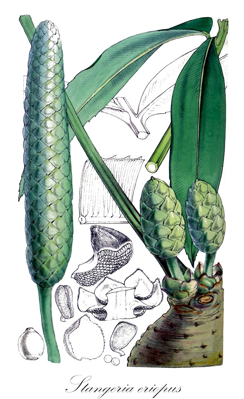 Stangeria eriopus - Zamiaceae,Plantae,Pteridobiotina,Cycadophyta,Cycadopsida,Cycadidae,Cycadales,Zamiaceae,Stangeria,Stangeria eriopus,Lomaria eriopus, Stangeria katzeri, Stangeria paradoxa, Stangeria sanderiana, Stangeria schizodon